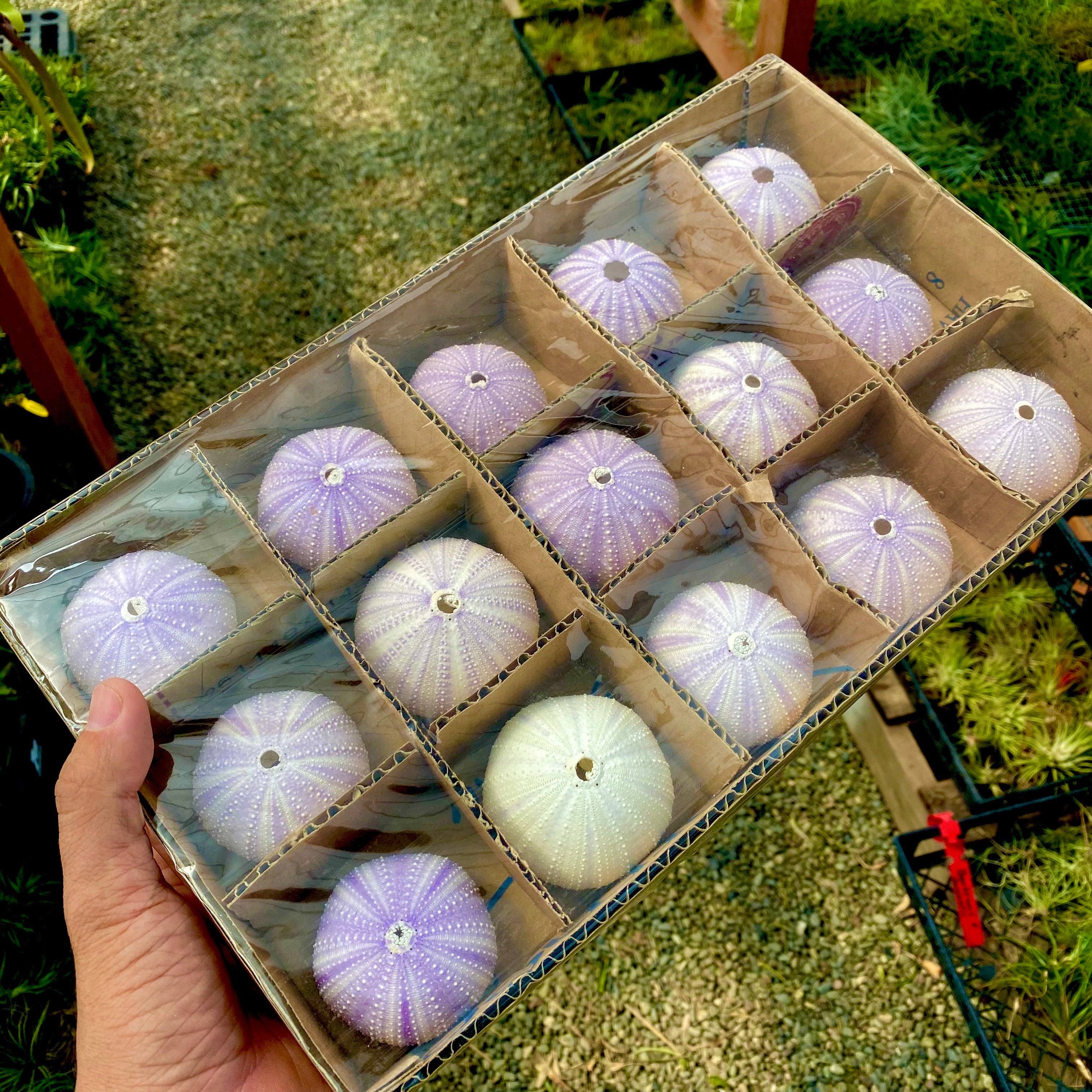 卸売紫/白ウニの殻(15 個パック - 1 つあたり 1.25 ドル) – Air Plant Hub