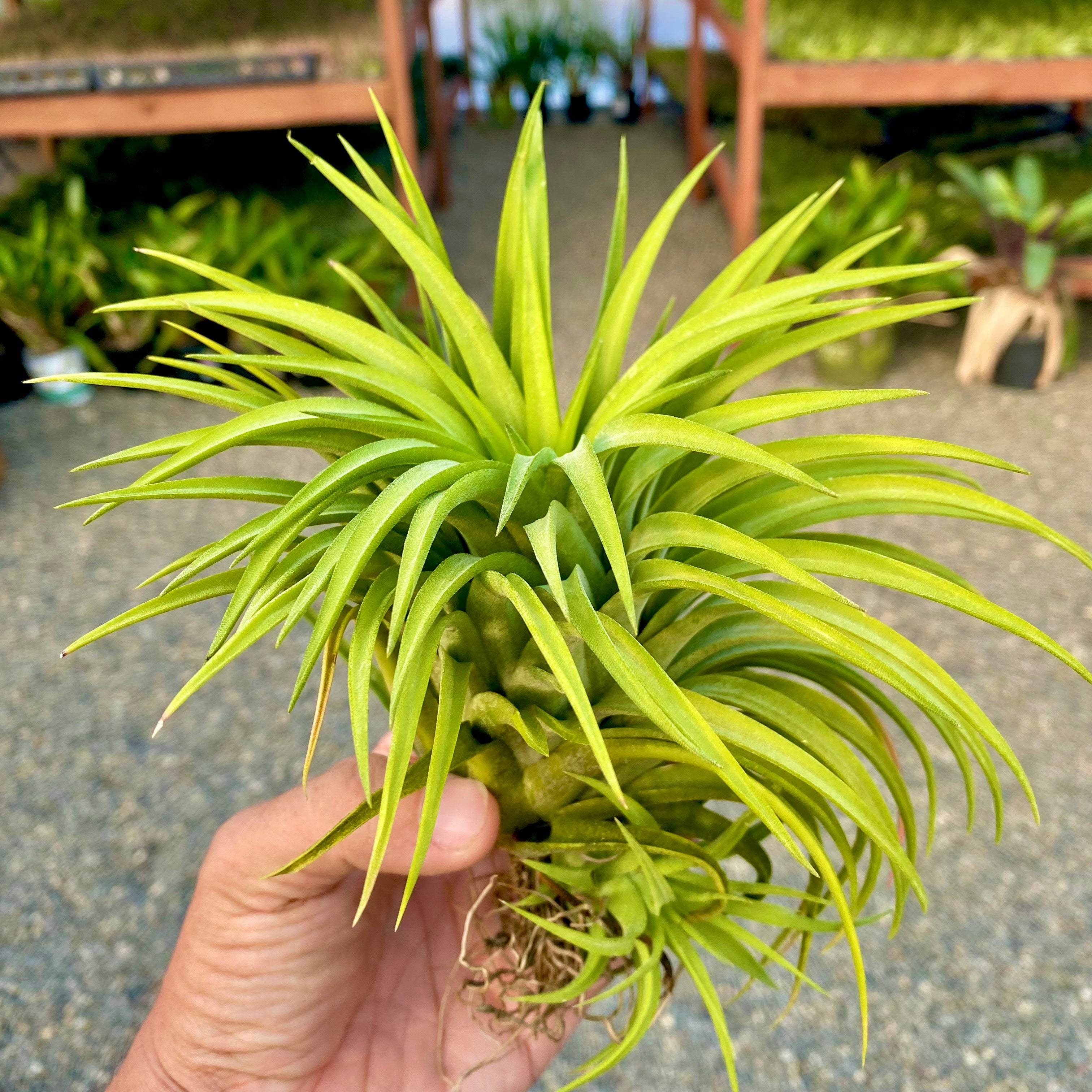 ionantha maxima giant *SALE!!!!*