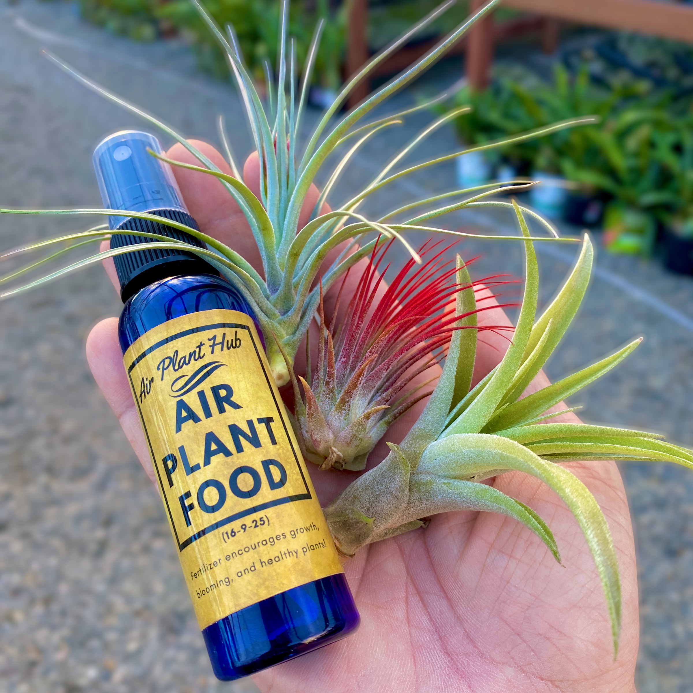3 pack tillandsia air plant beginners mix newbie friendly mix is held in hand next to air plant fertilizer bottle that is for sale