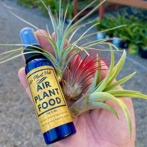 diy air plant food 3 Air Plants & Fertilizer Great Starter Mix