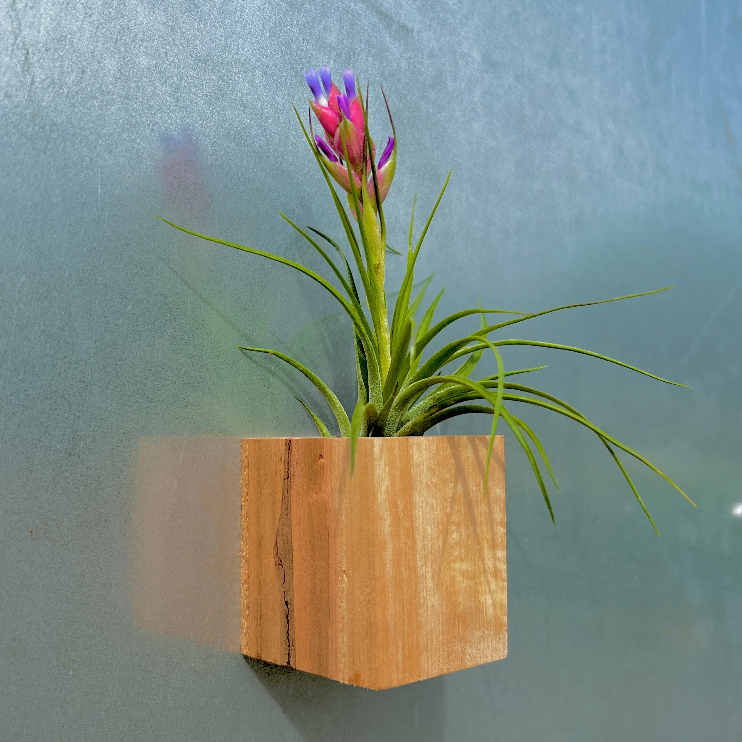 Wholesale Handcrafted Wooden Magnet Air Plant Holder <br> (No Minimum)