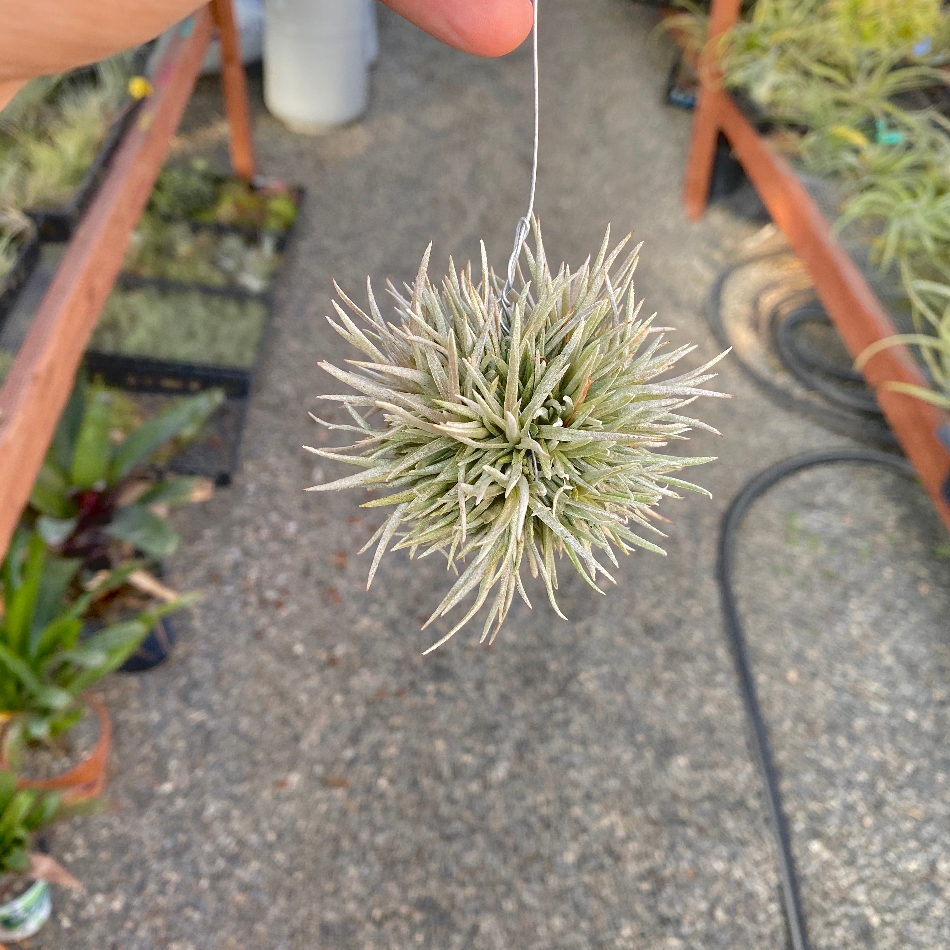 Capitata 雪玉の小さな塊