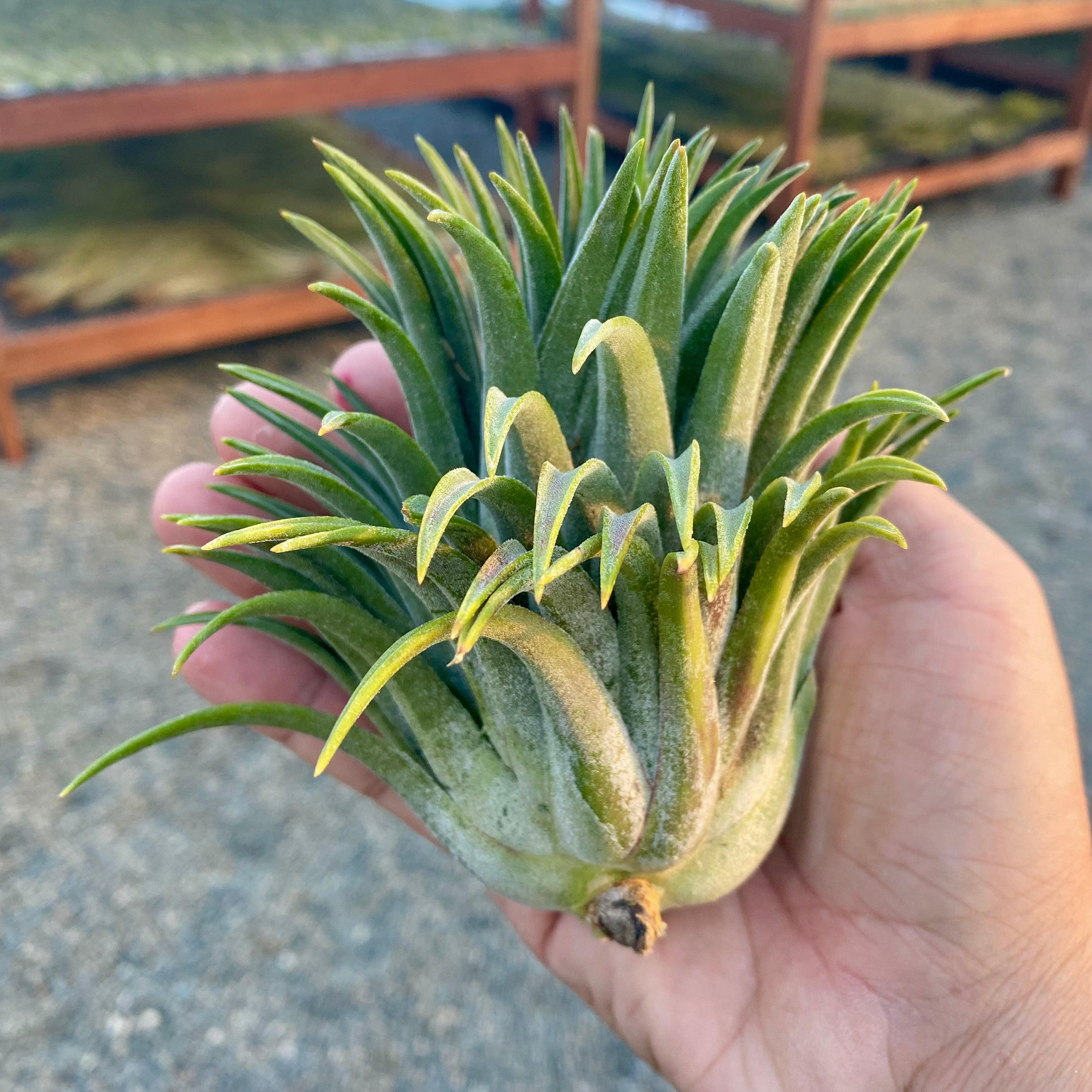 ionantha giant (No ID)