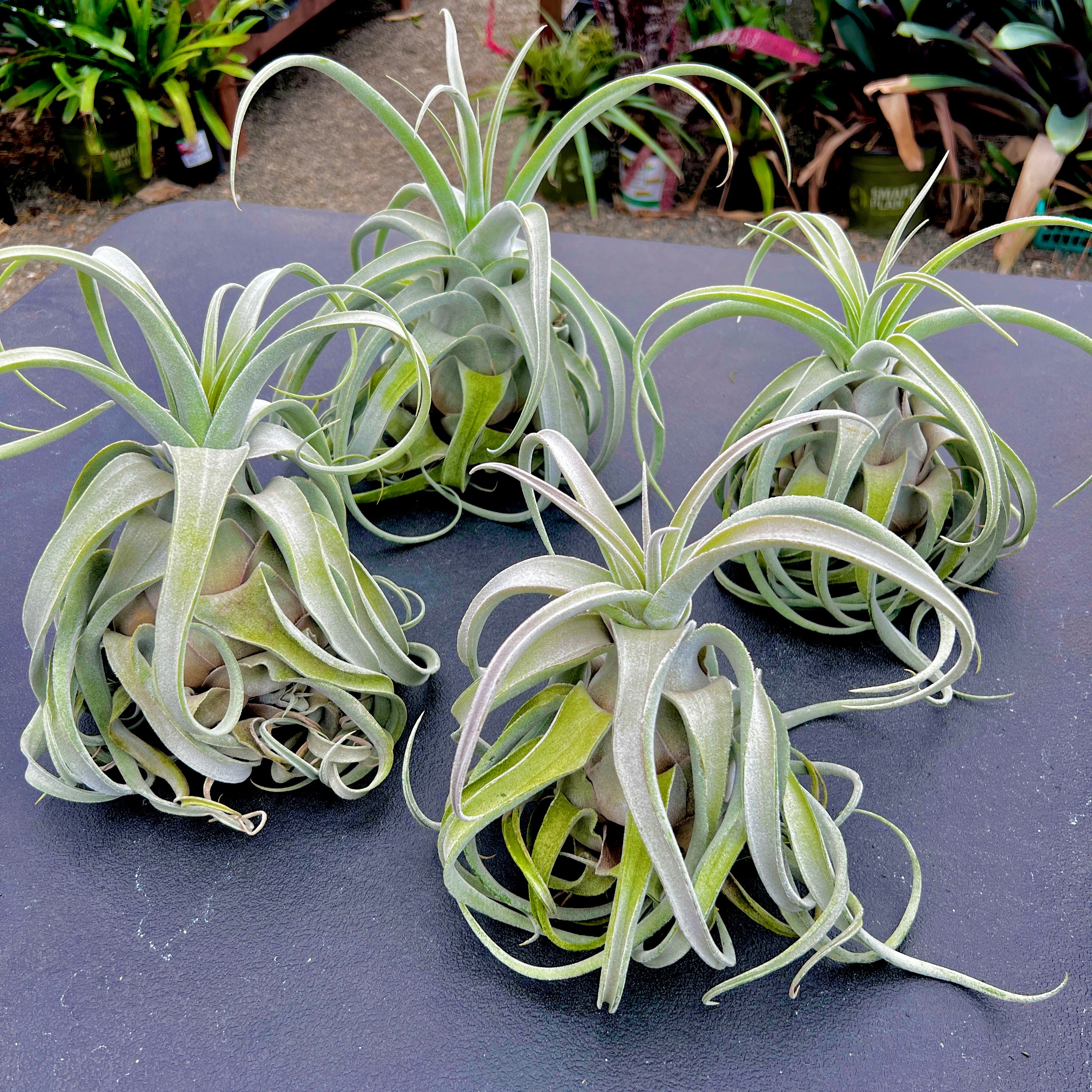 ghoul air plants Lucille (ehlersiana x streptophylla) – Air Plant Hub