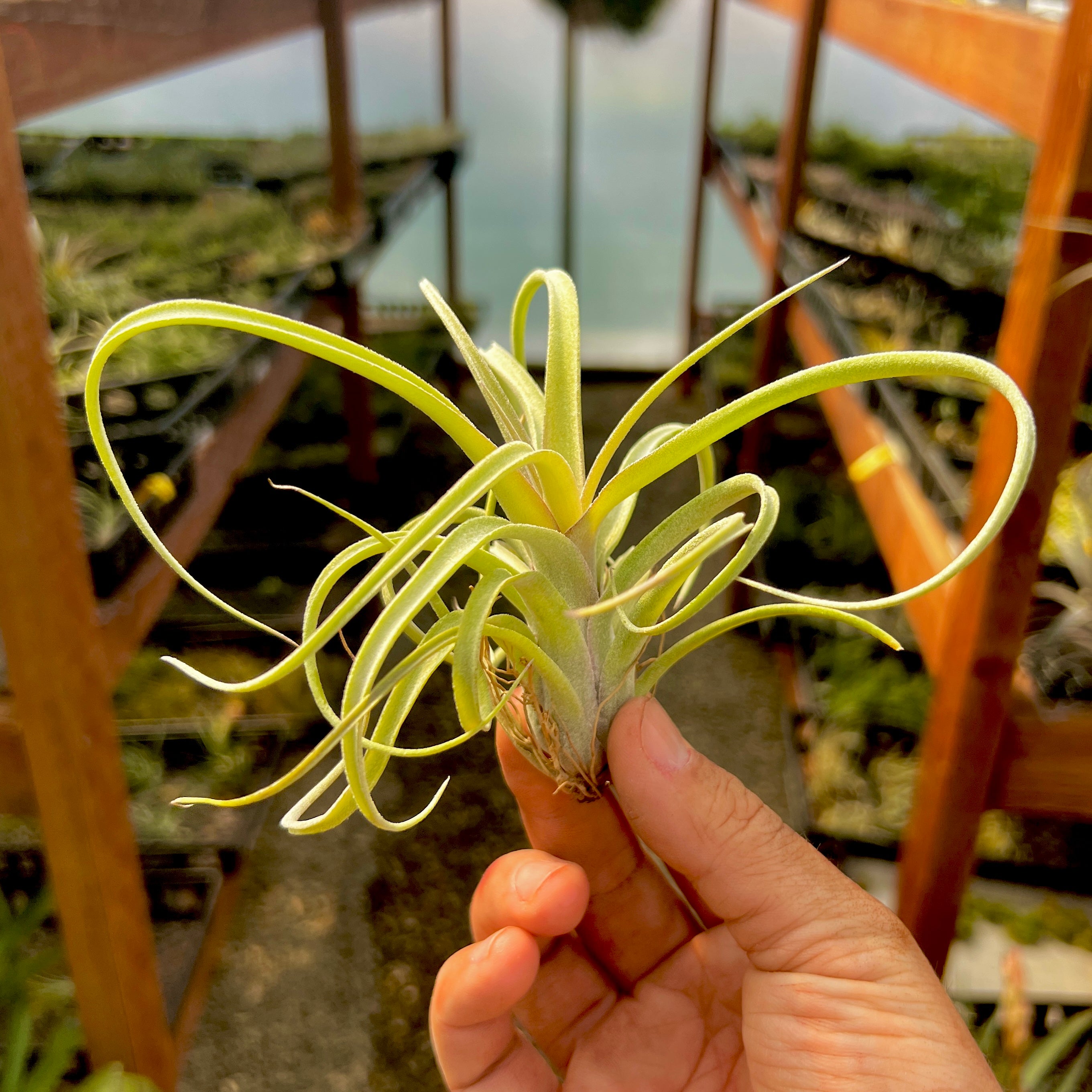 Tillandsia Sidewinder Hybrid Air Plant Rare Curly Leaves