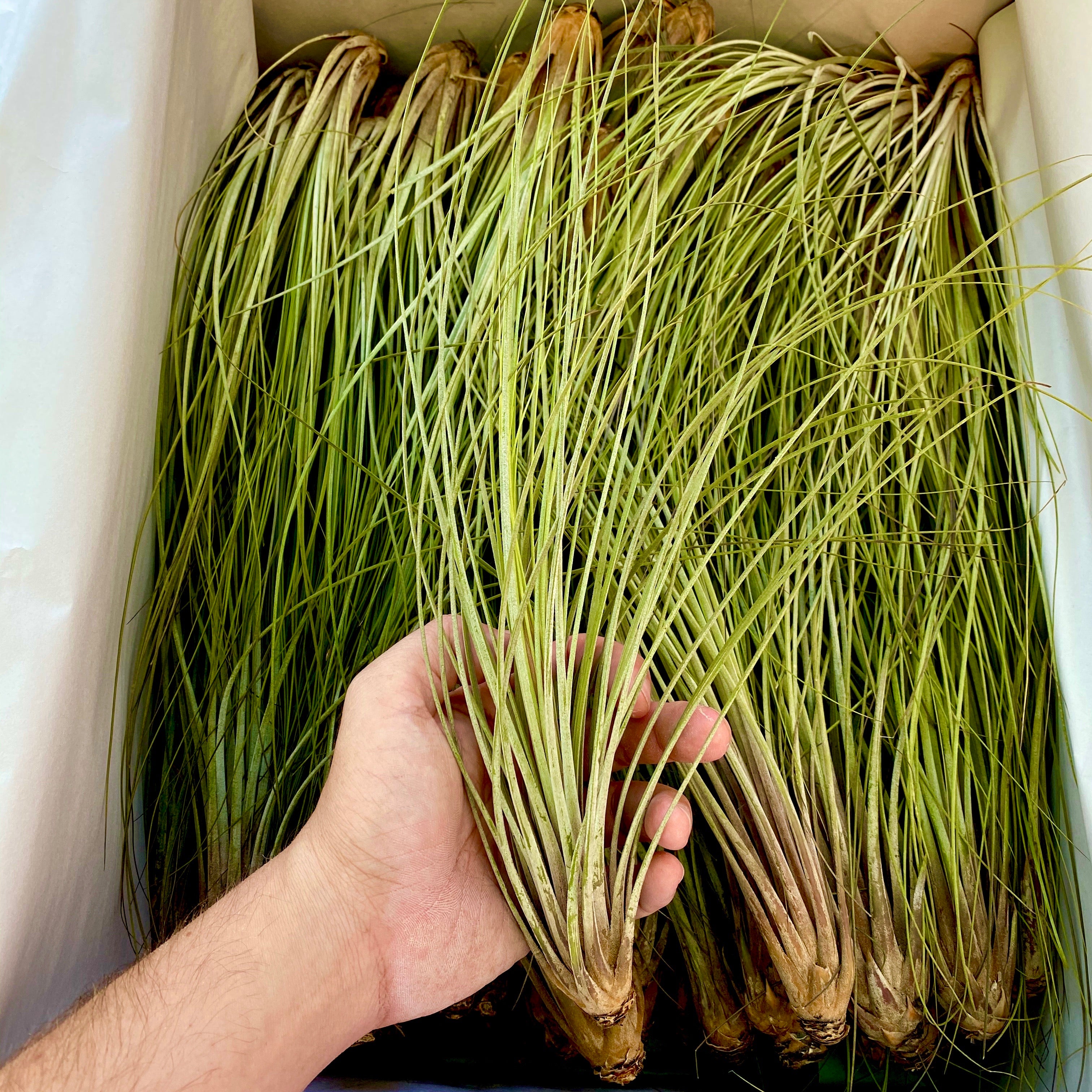 Wholesale Juncea Giant 12”+ <br> (minimum order 3)