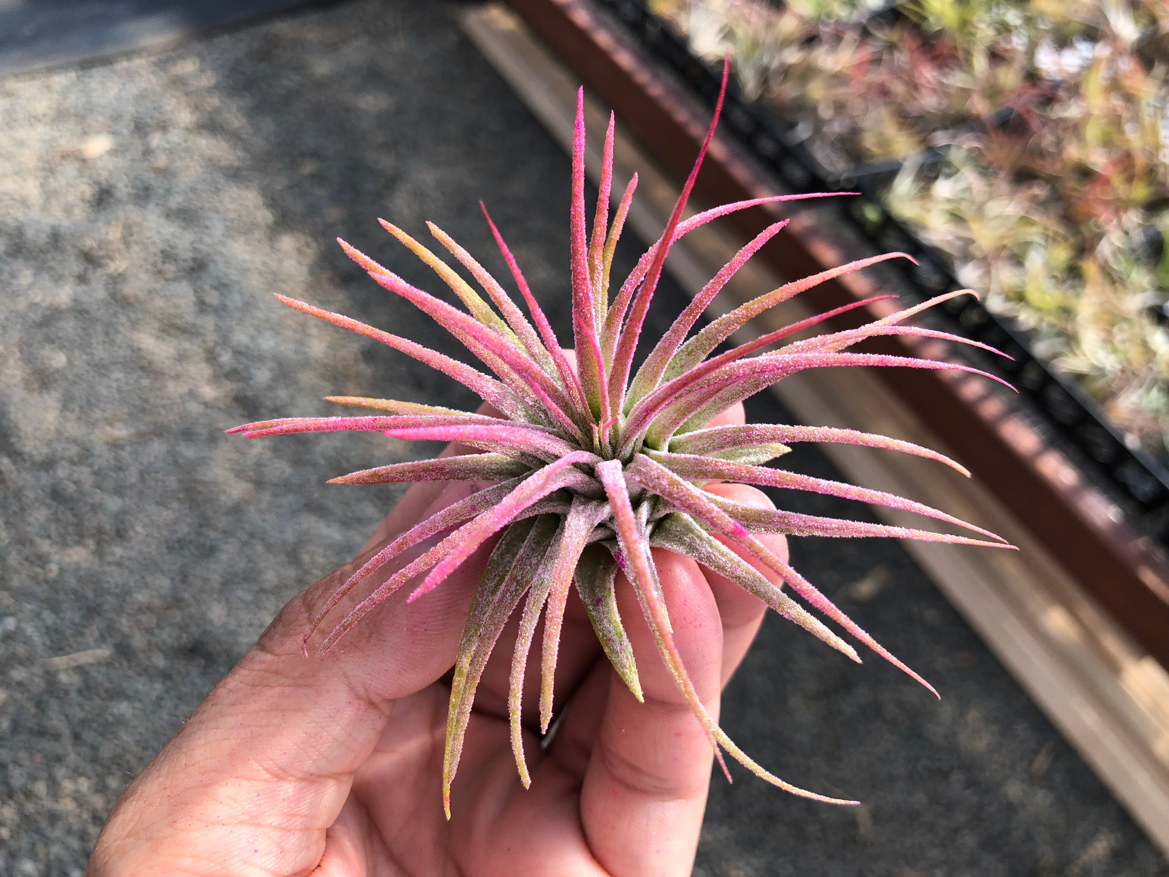 Tillandsia Ionantha Guatemala Pink Air Plant Colorful