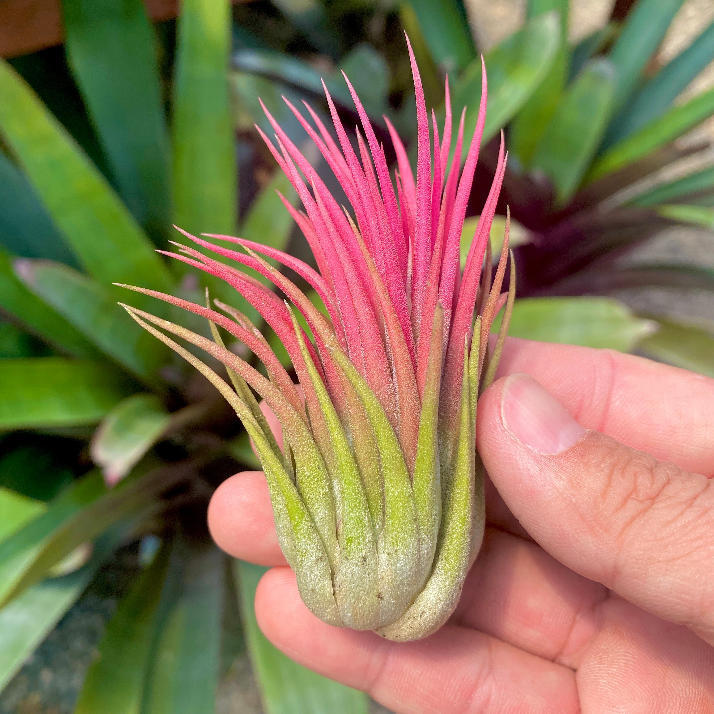 Tillandsia Ionantha Rubra Air Plant Colorful Houseplant For Sale