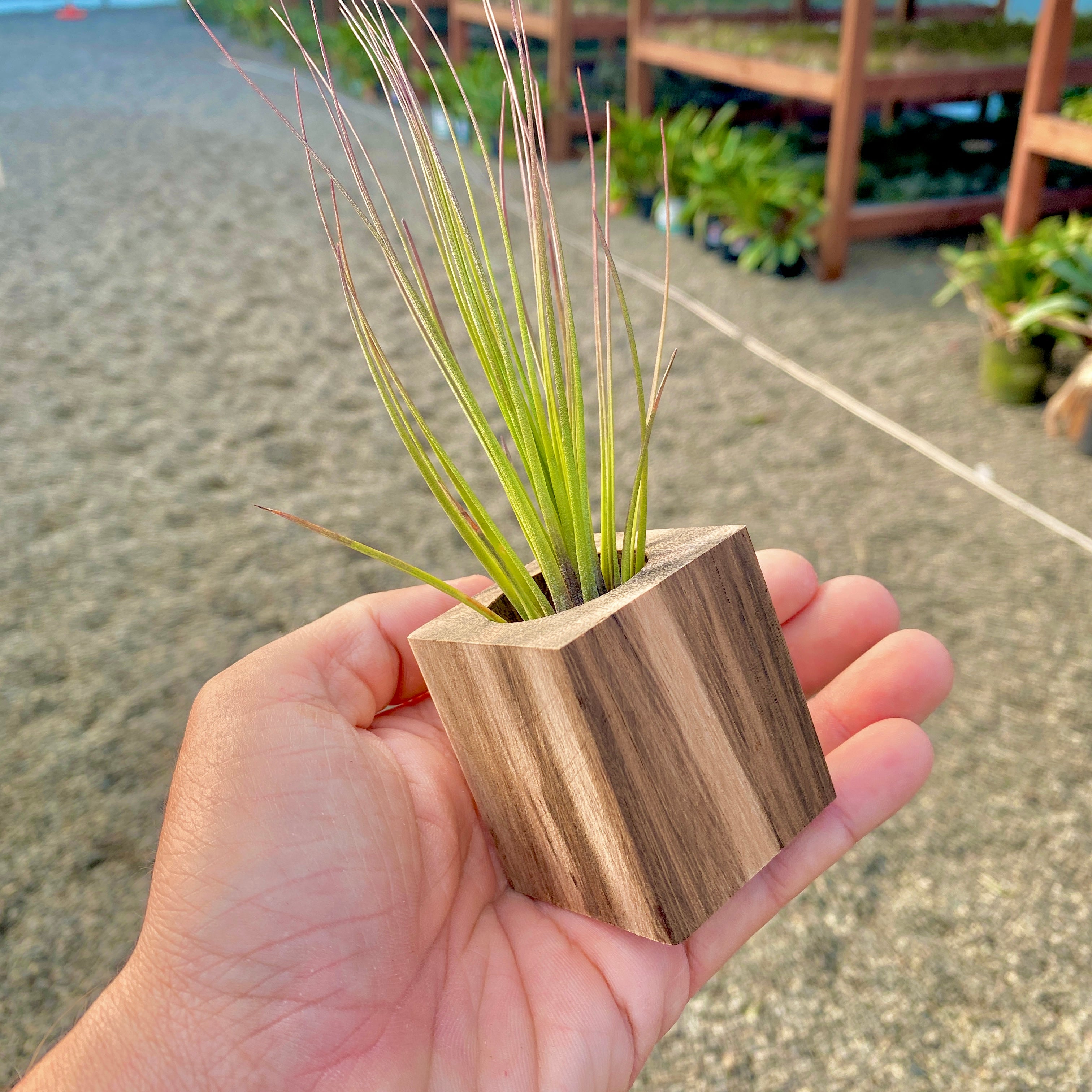 Handcrafted Zebra Wood Square Air Plant Holder