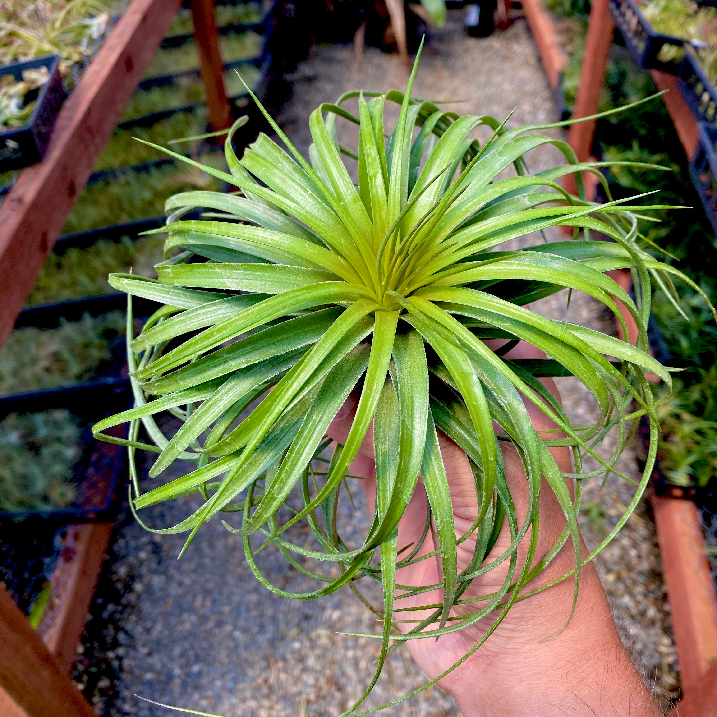 cousin it plant in pot Stricta 'Cousin It' – Air Plant Hub