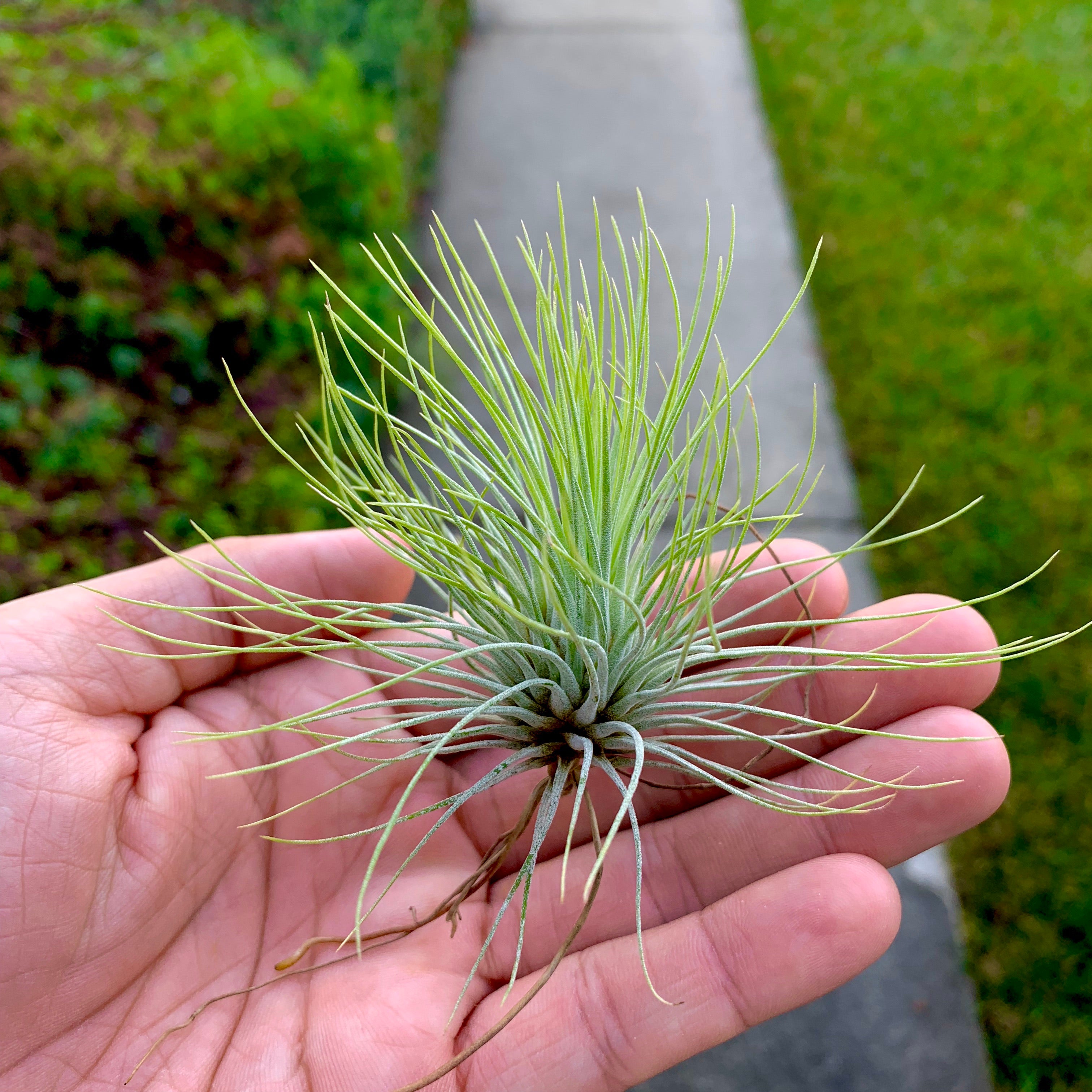 Andreana - Air Plant Hub 