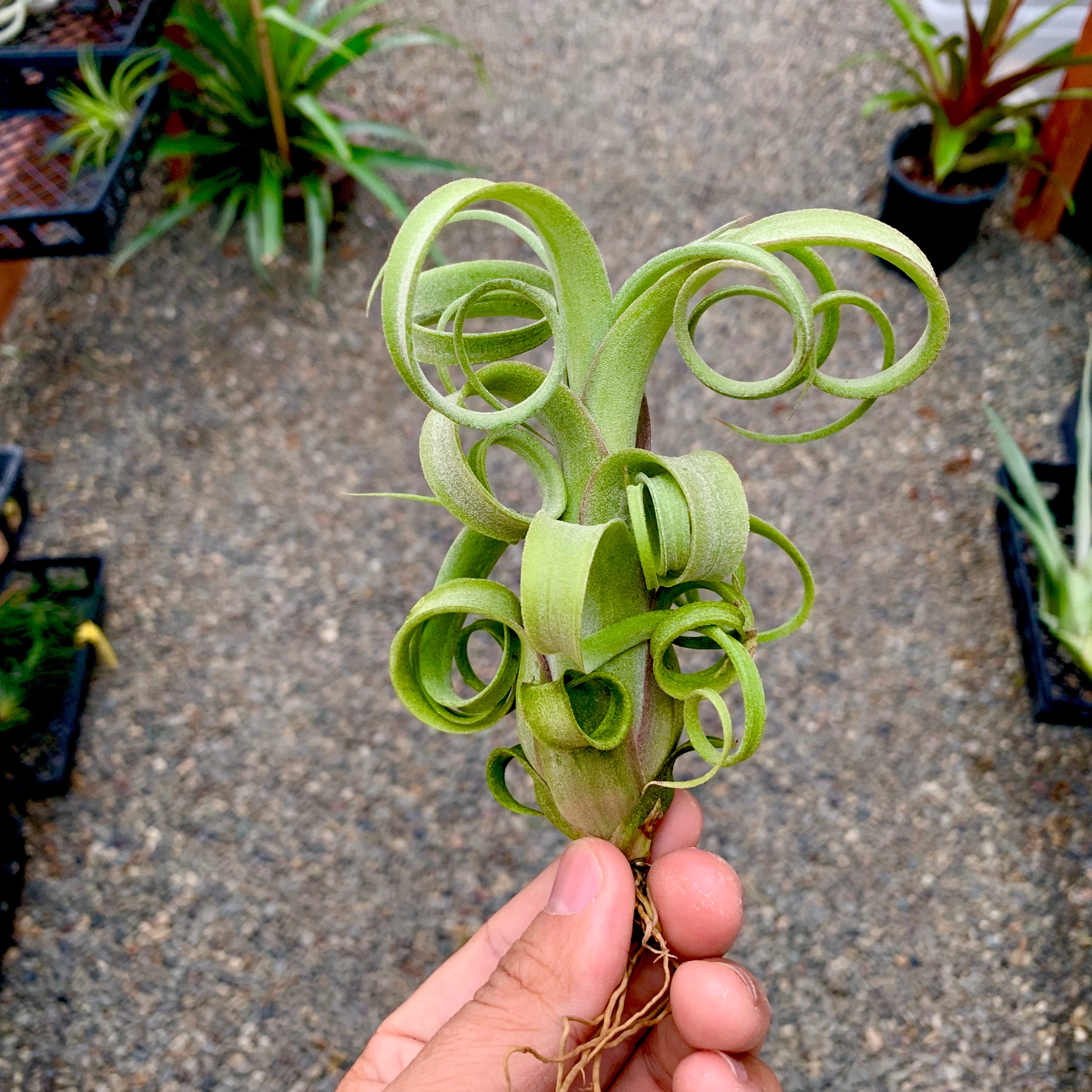 Curly Slim (Intermedia x Streptophylla)