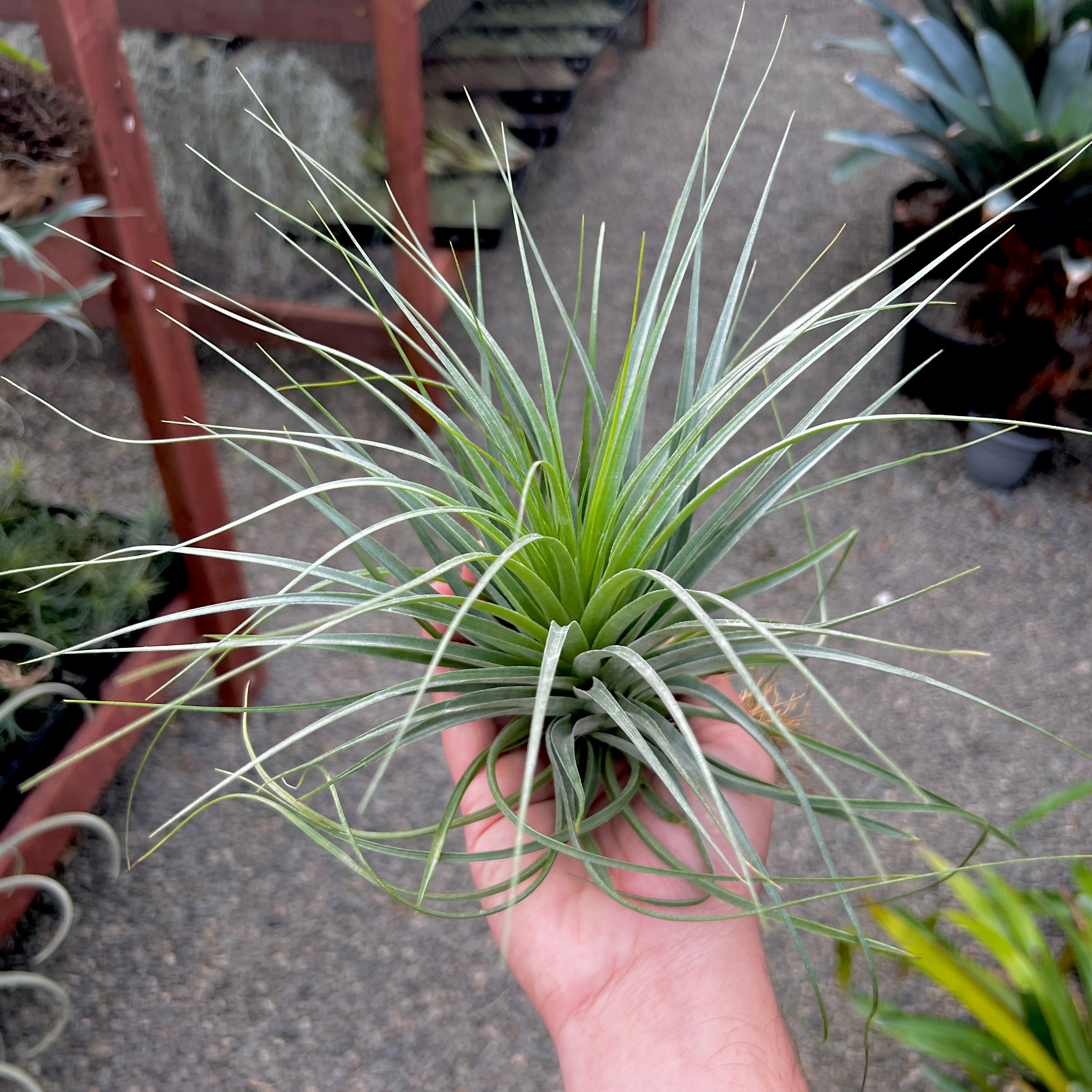 Featherduster (stricta X gardneri)