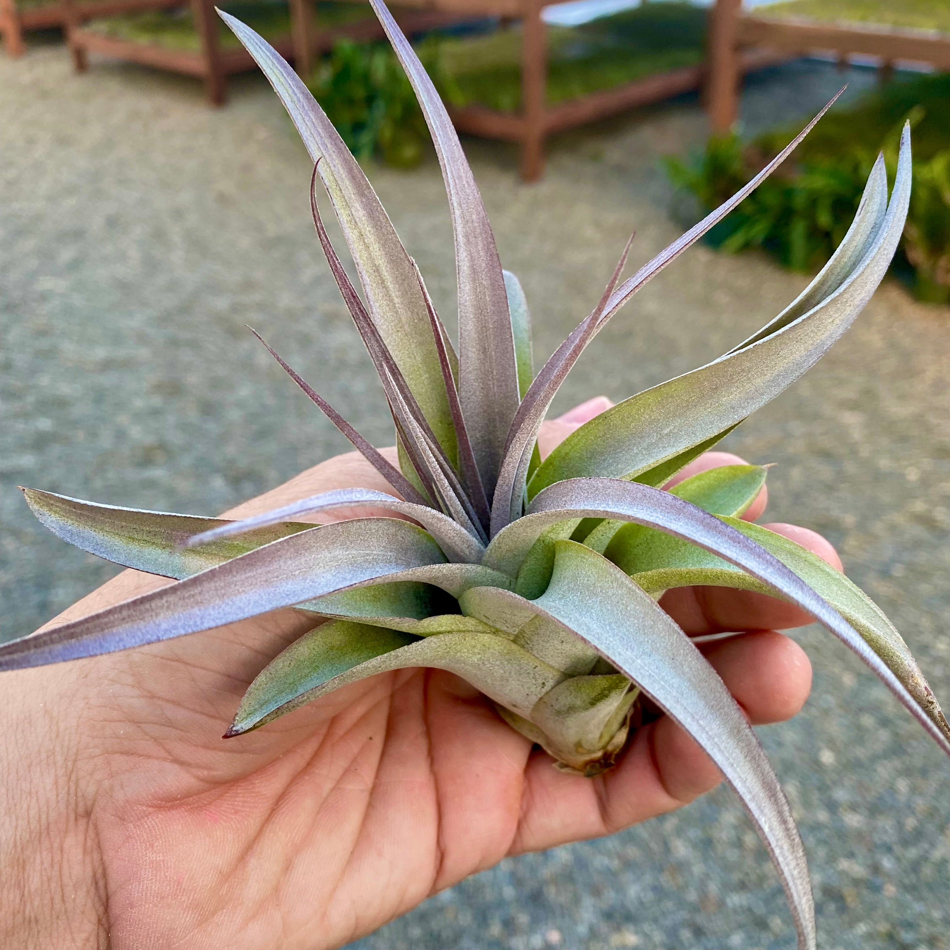 brachycaulos x xerographica