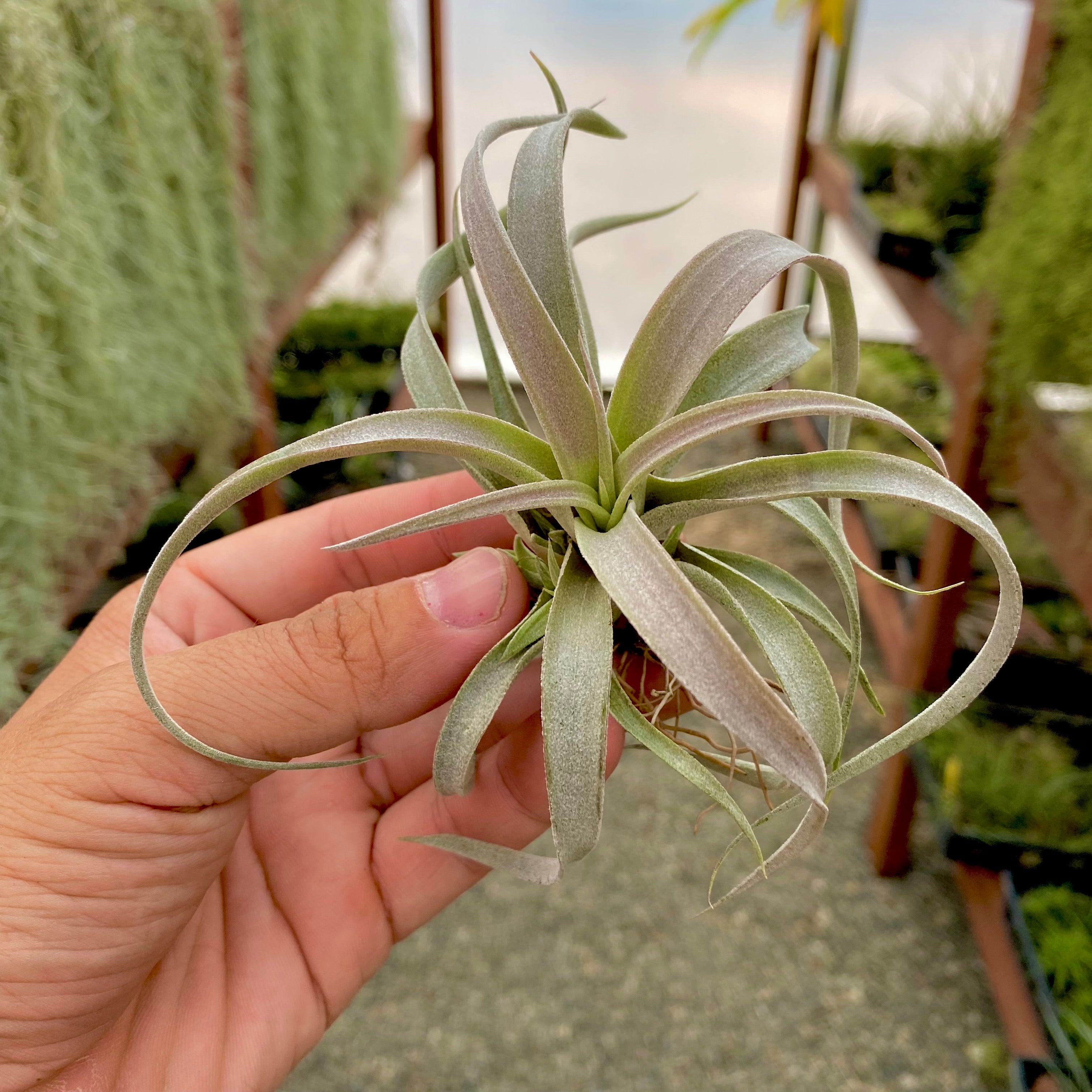 Tillandsia Chiapensis Air Plant Beautiful Purple Color Houseplant