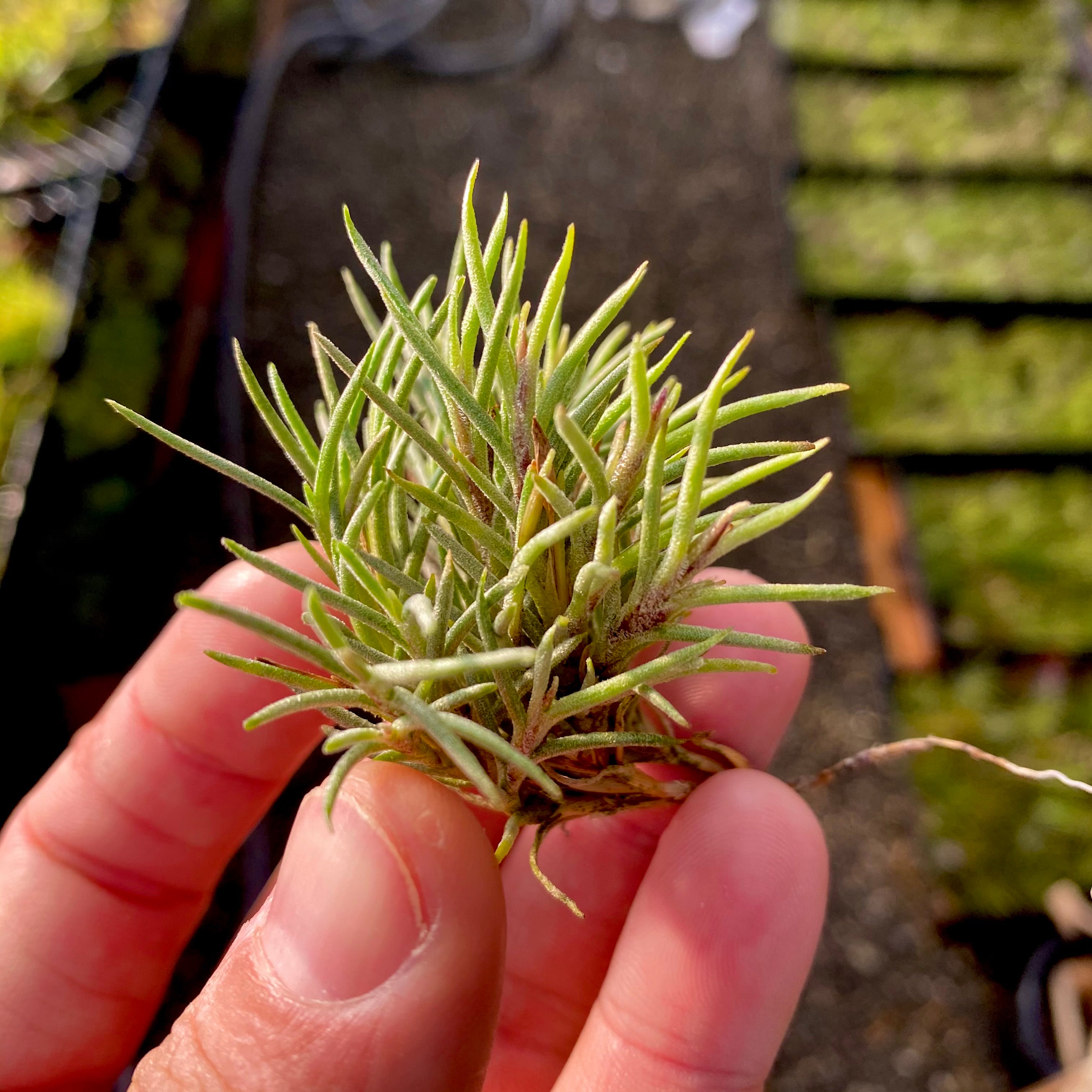 Tillandsia Capillaris Air Plant Clump Subgenus Diaphoranthema Miniature Houseplant Decor