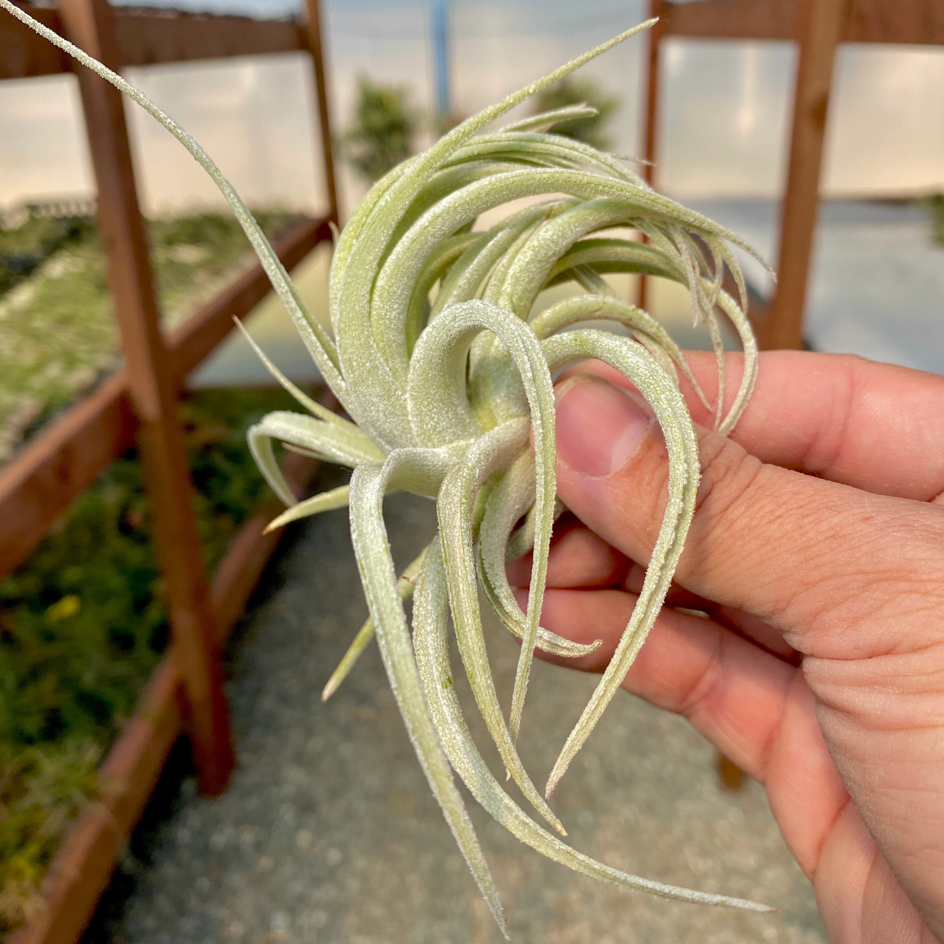 Tillandsia Subsecundifolia White Air Plant Elegant Wedding Decor