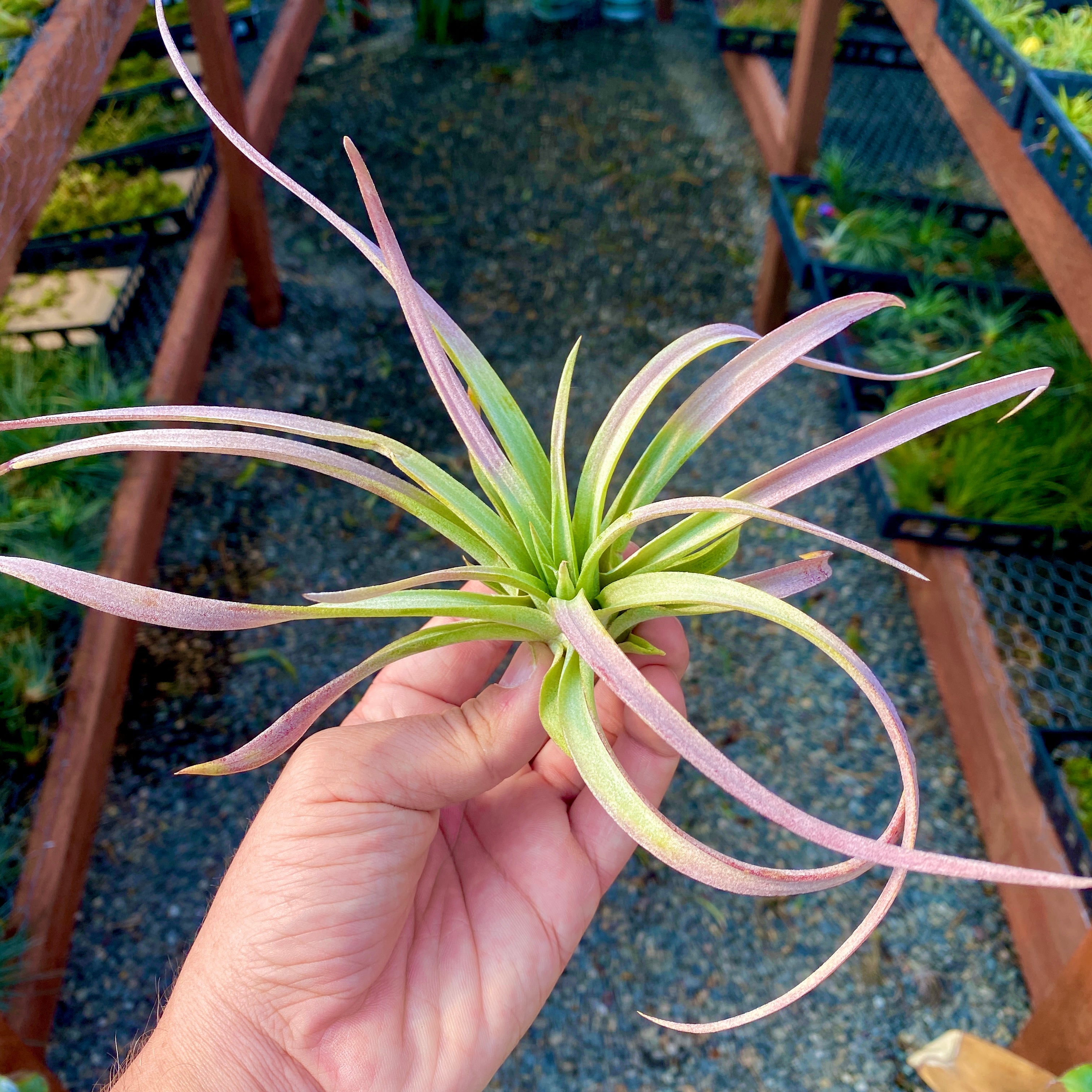 Rare Colorful Air Plant Tillandsia With Color