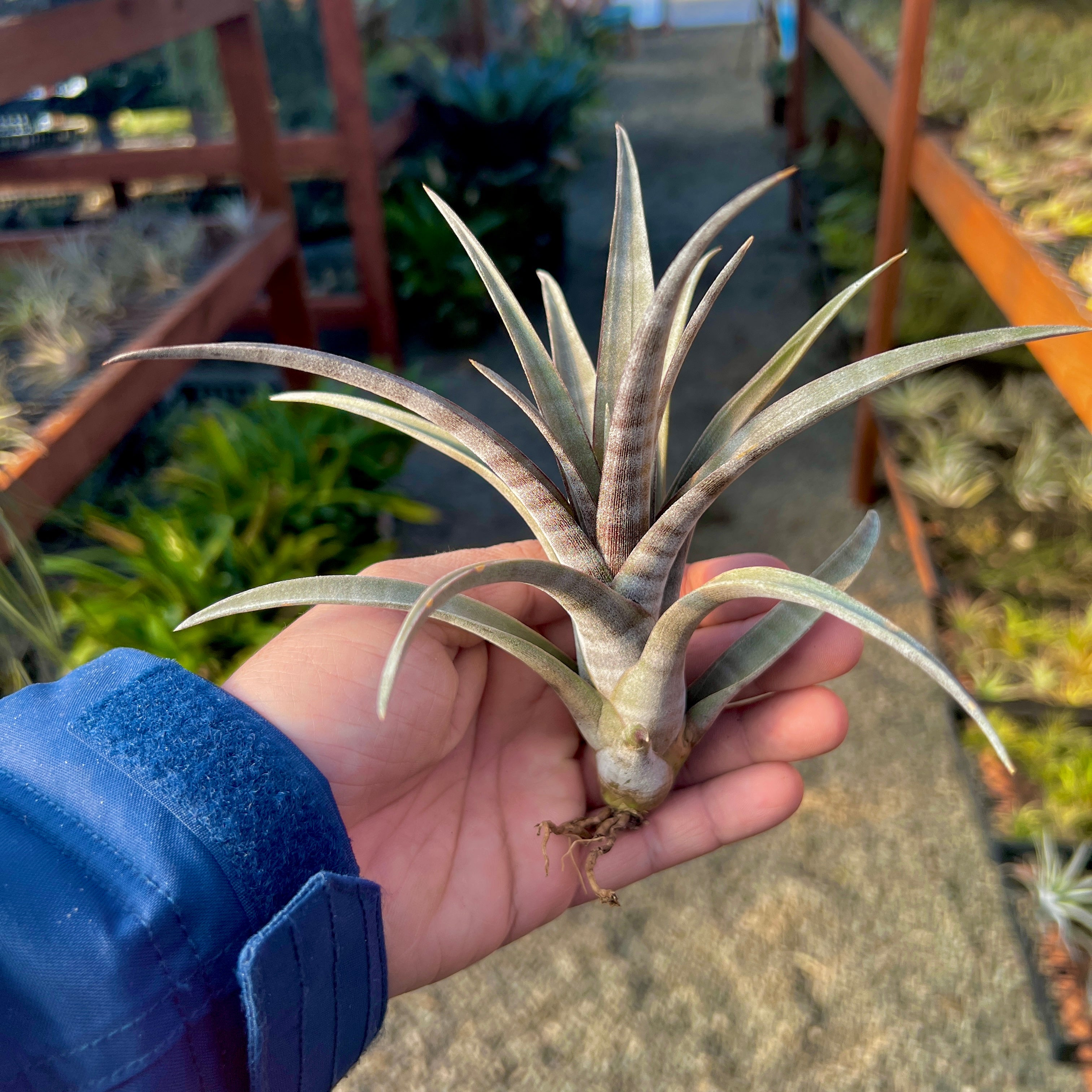 Tillandsia Hildae Rare Banded Air Plant Large Extra Large