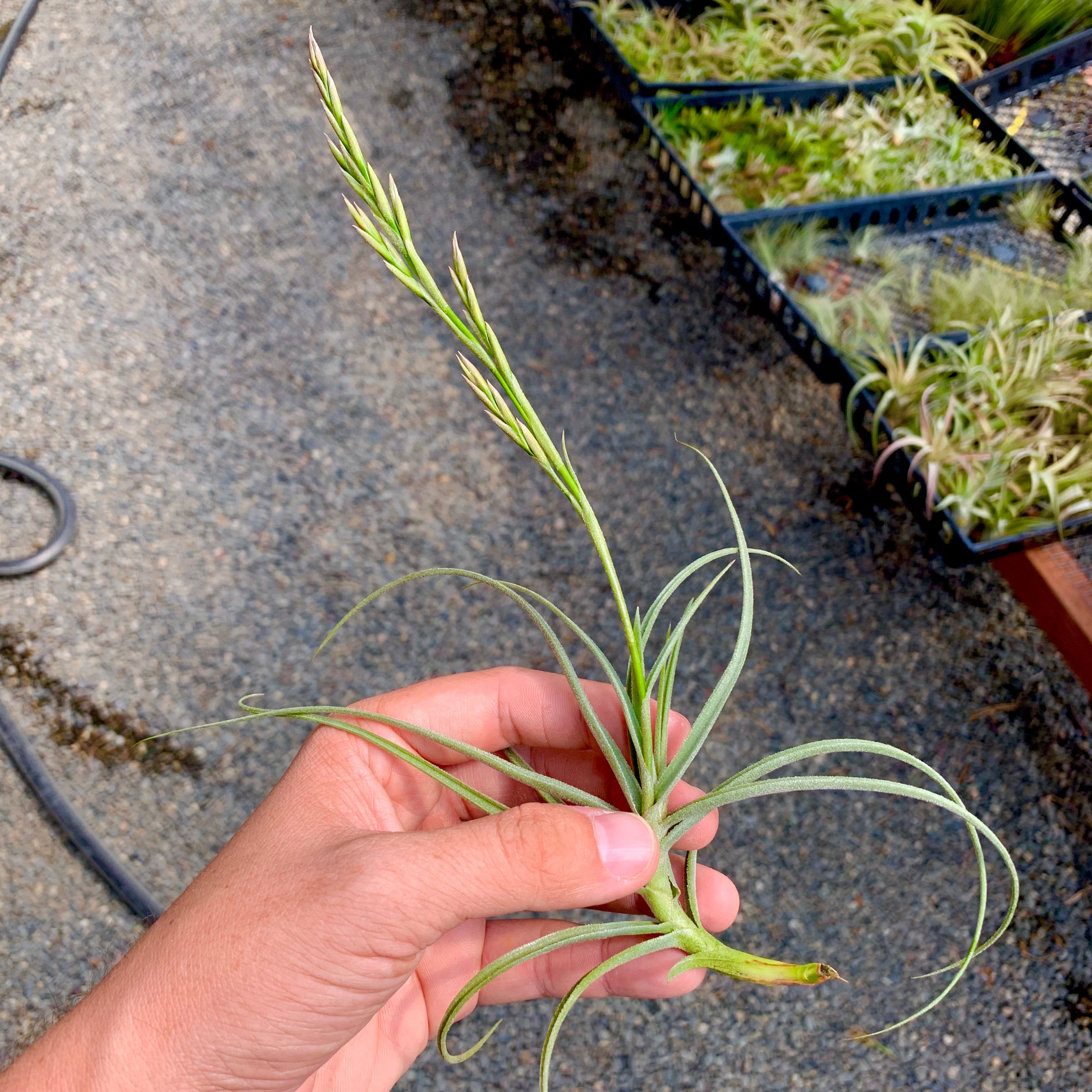 fragrant air plants Wonga (mallemontii x duratii ) Fragrant Species