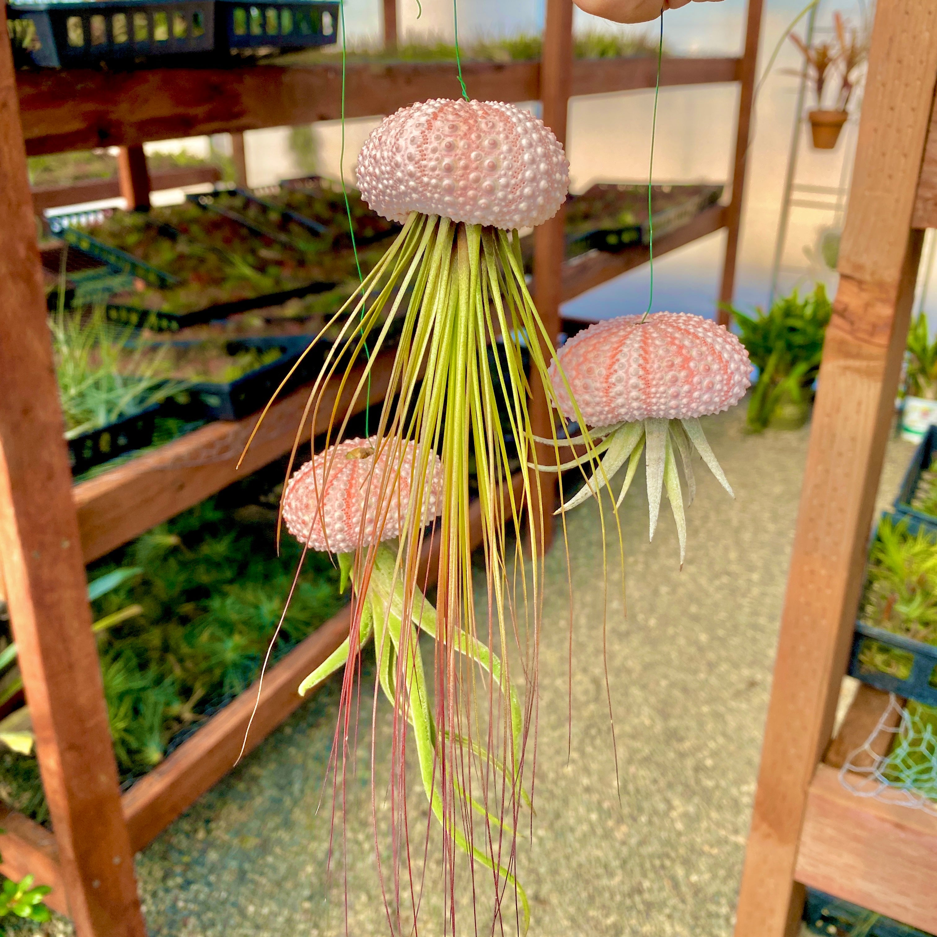 HANGING Tillandsia Air Plant With Wire And Sea Urchin Shell Jellyfish UFO display