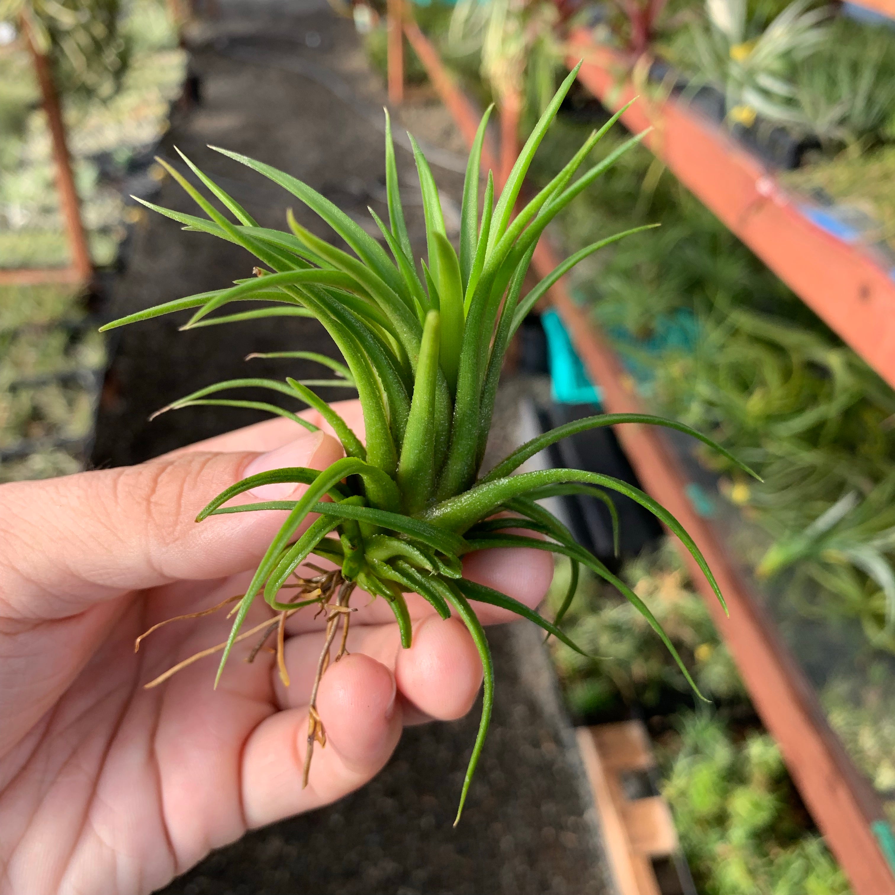 Ionantha Mardi Gras