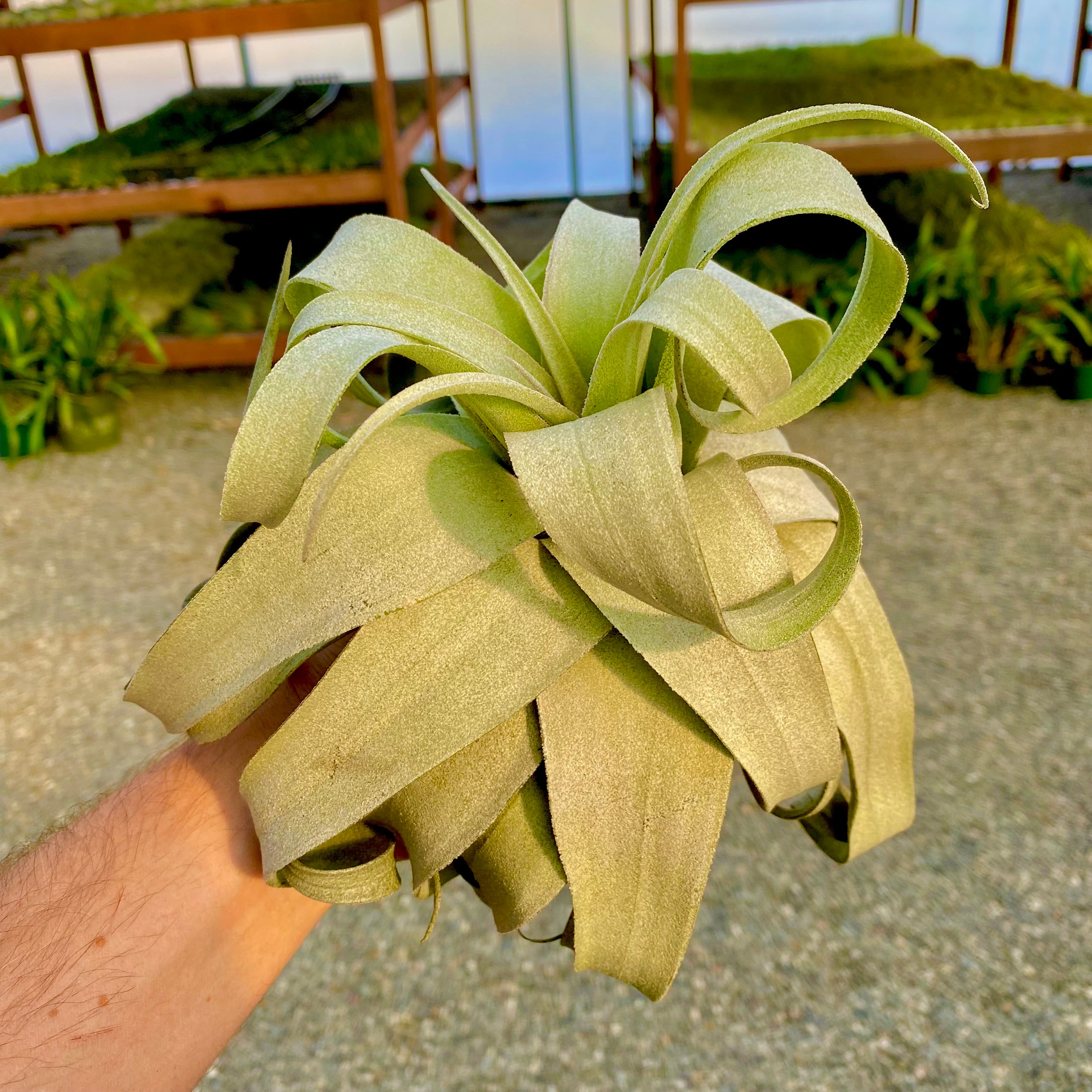 Streptophylla Giant