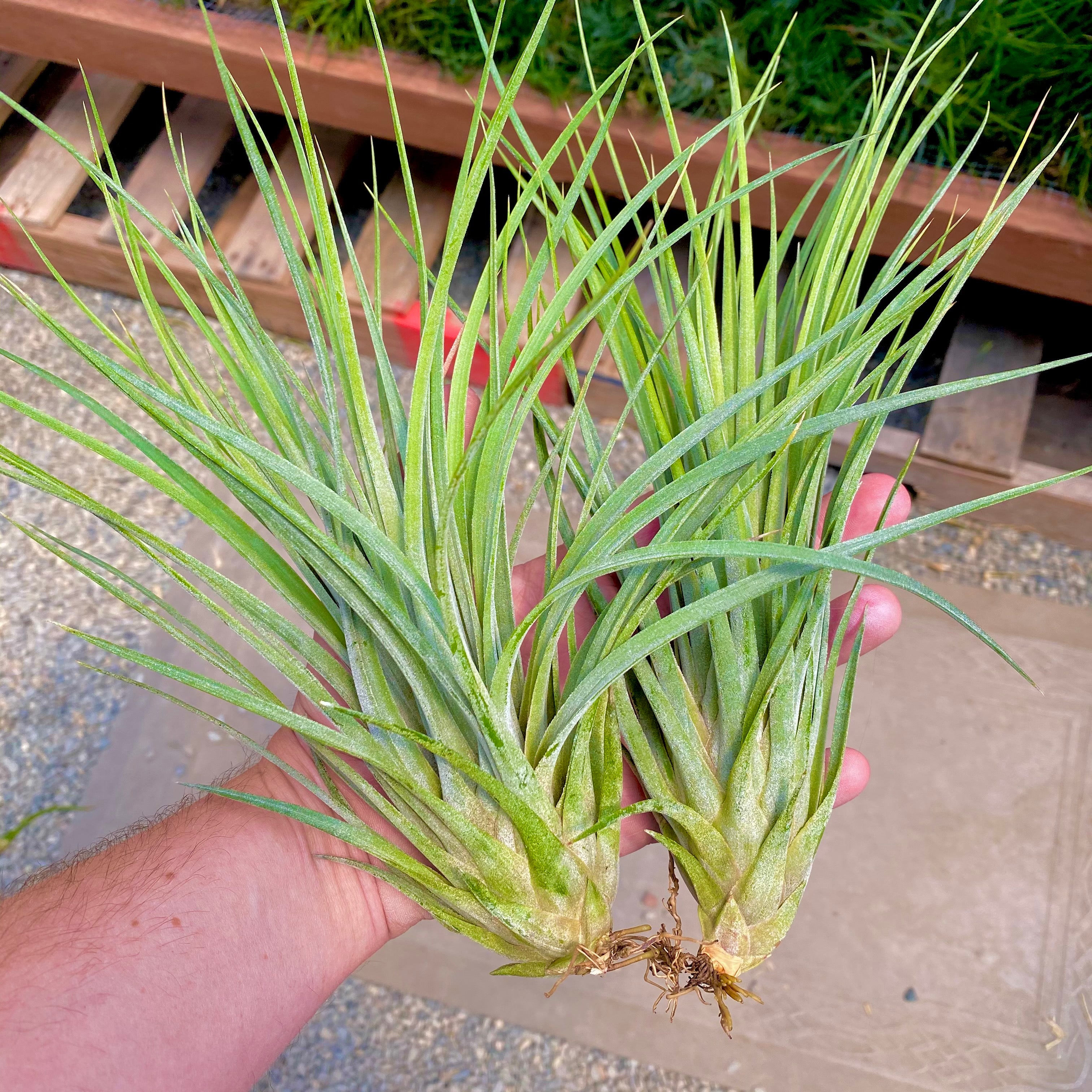 Tillandsia Ionantha x Fasciculata Hybrid Air Plant