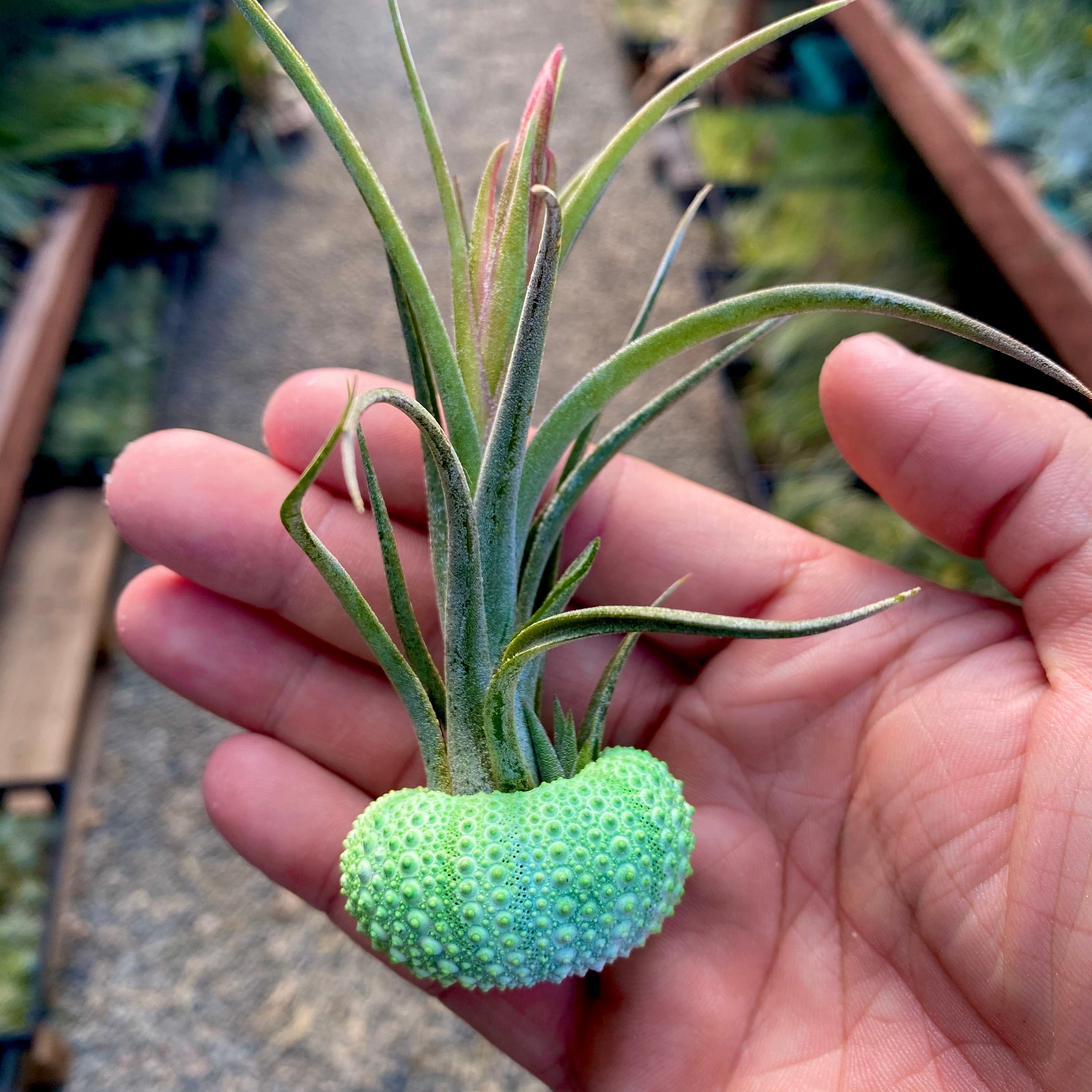 Party Colors Sea Urchin Shells <br> 5 Colors Available