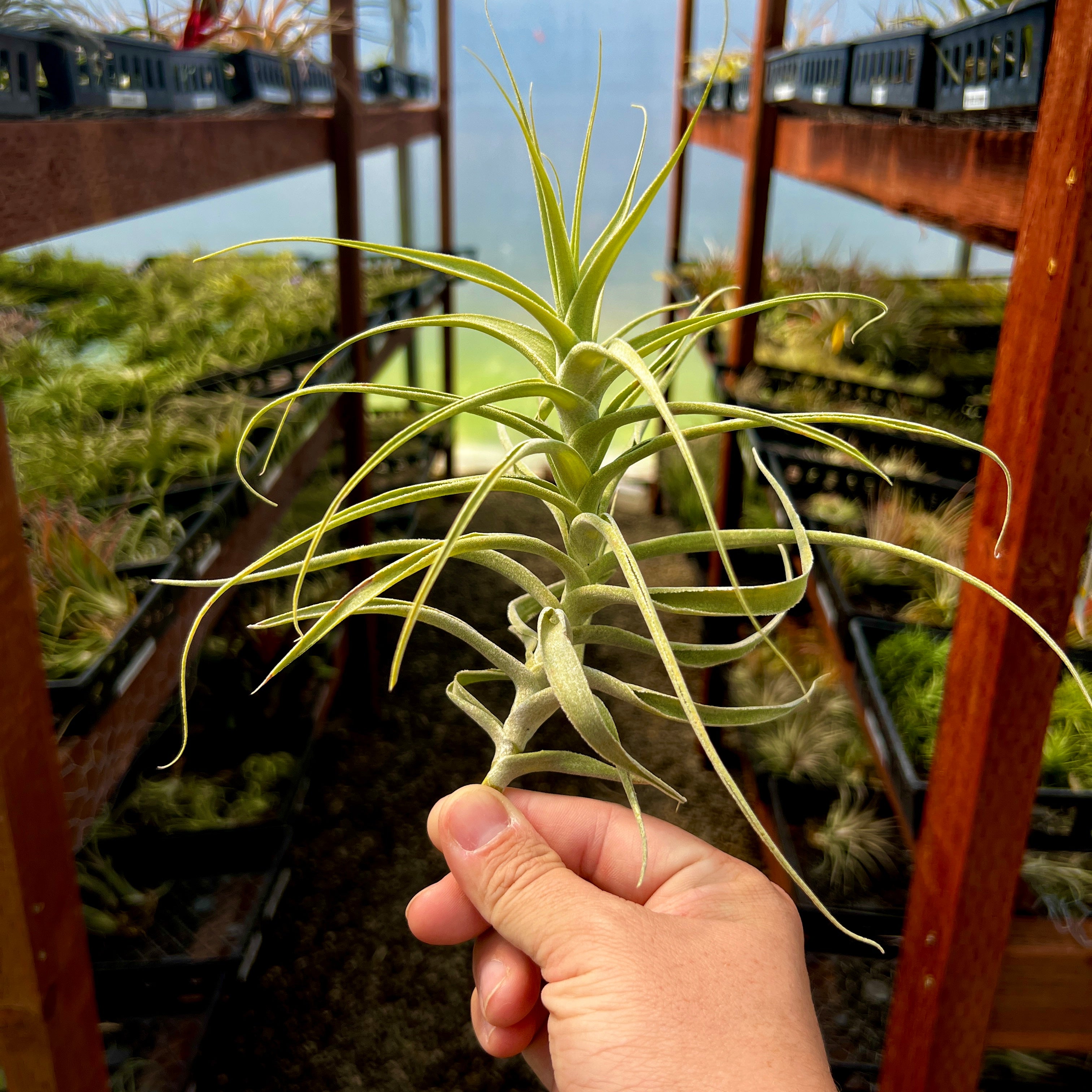 Straminea Tillandsia Stem Form Air Plant Beginner Plant