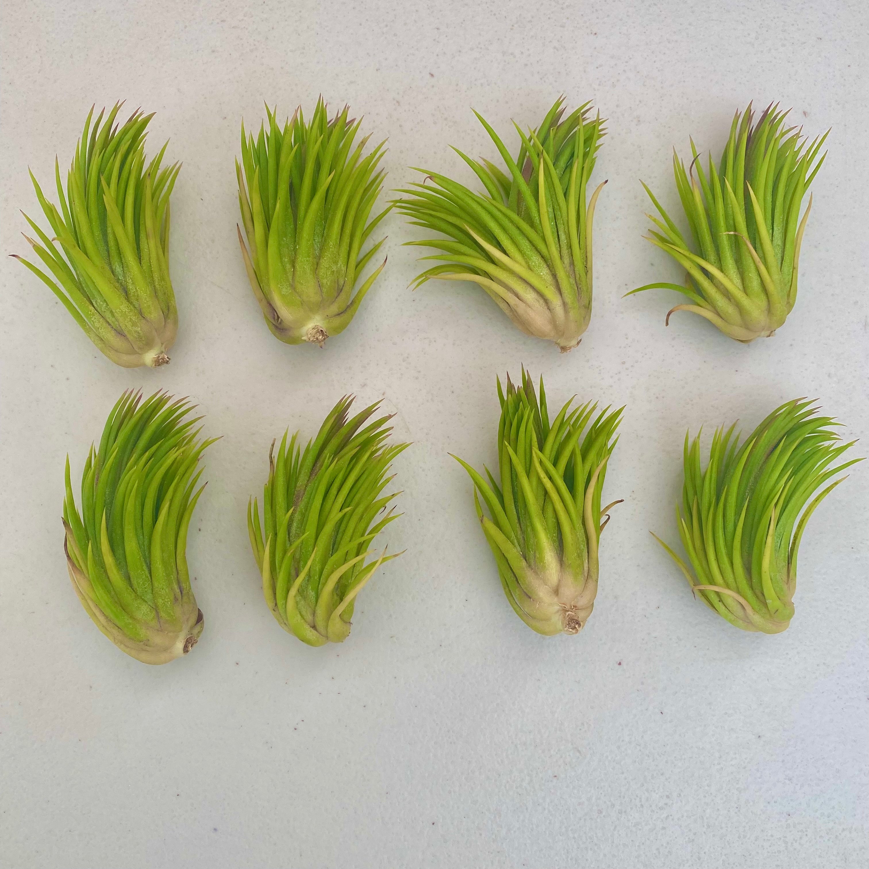 ionantha evolution