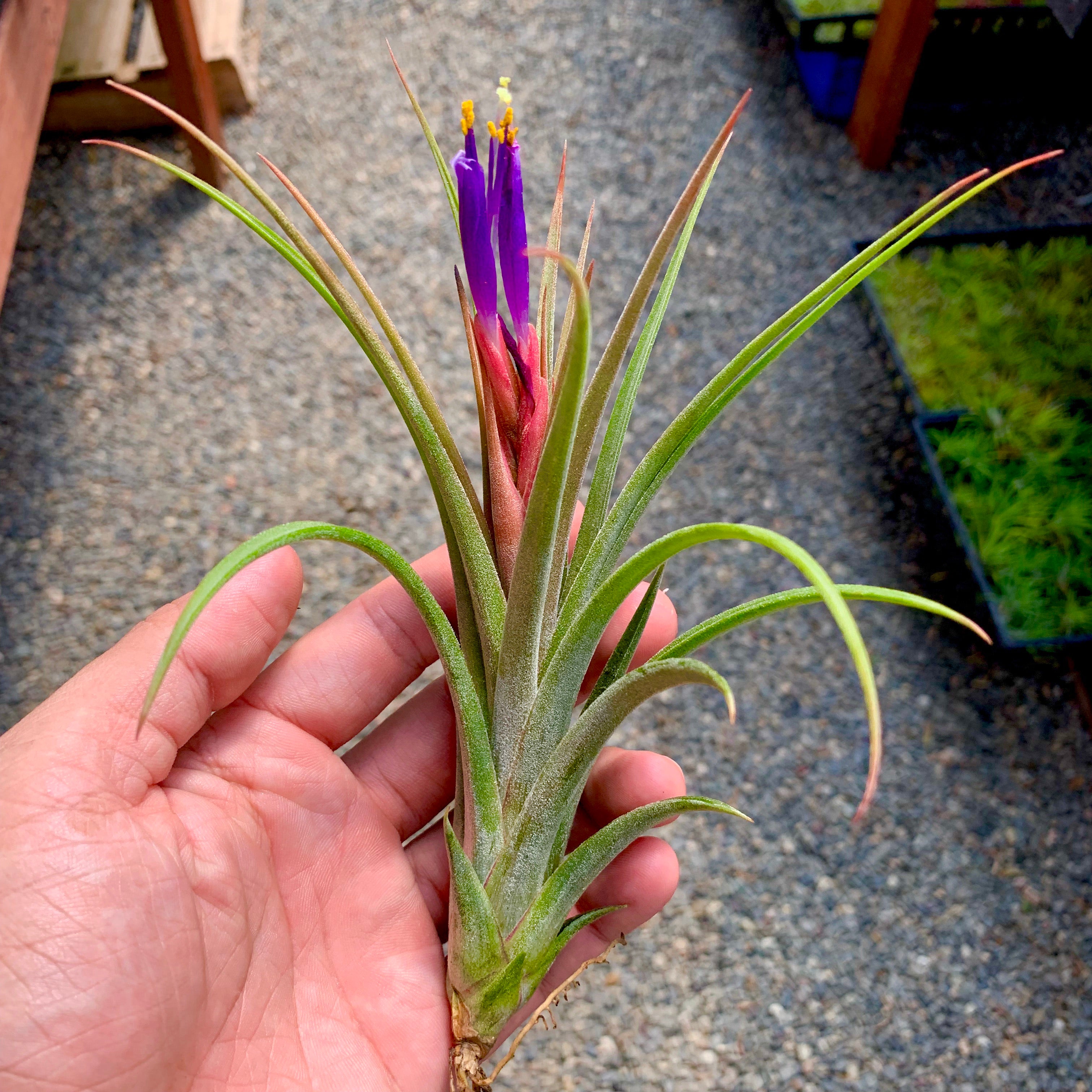 Ionantha x Paucifolia Rare Air Plant Hybrid Tillandsia For Sale