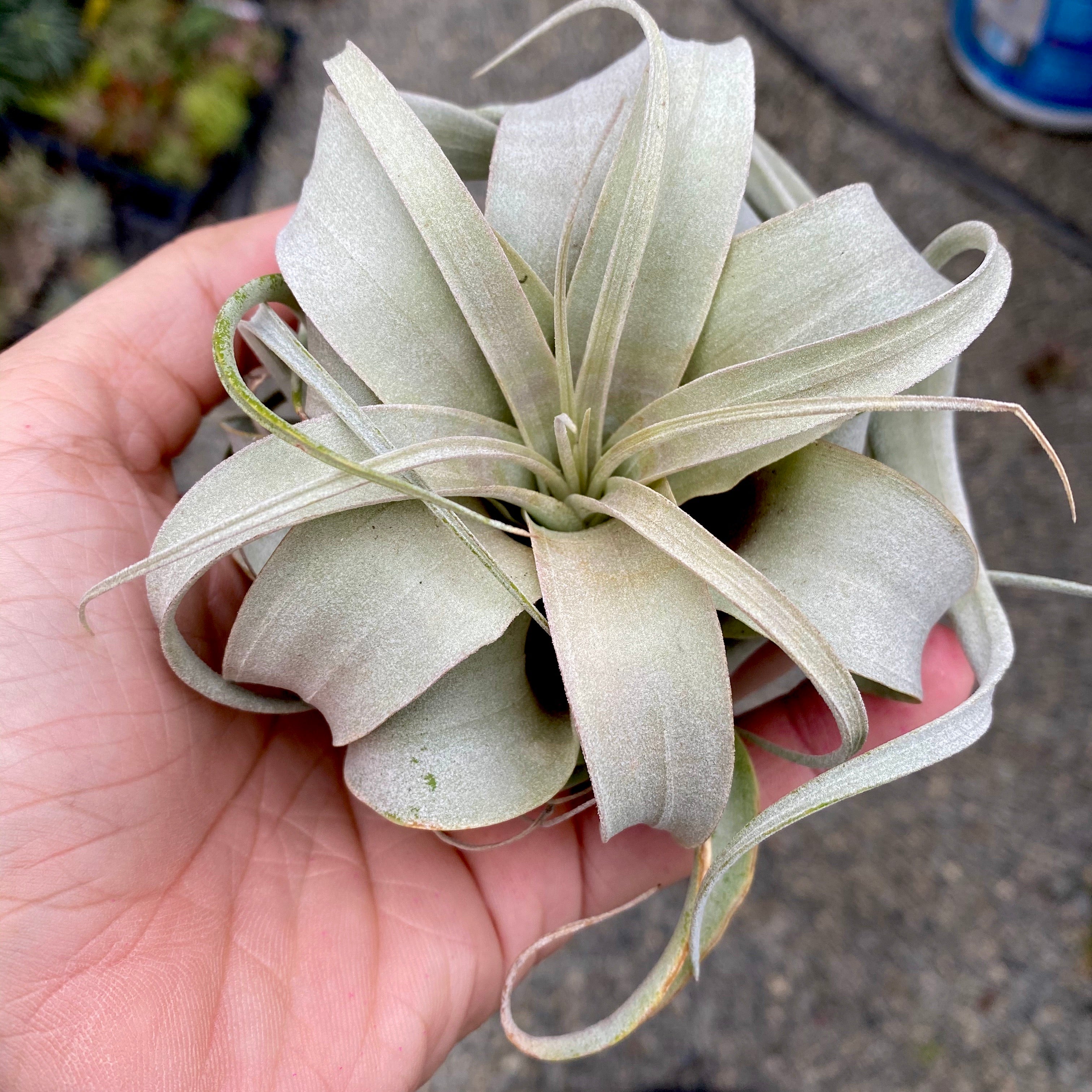 Xerographica Tillandsia Air Plant Wedding FloralDesign