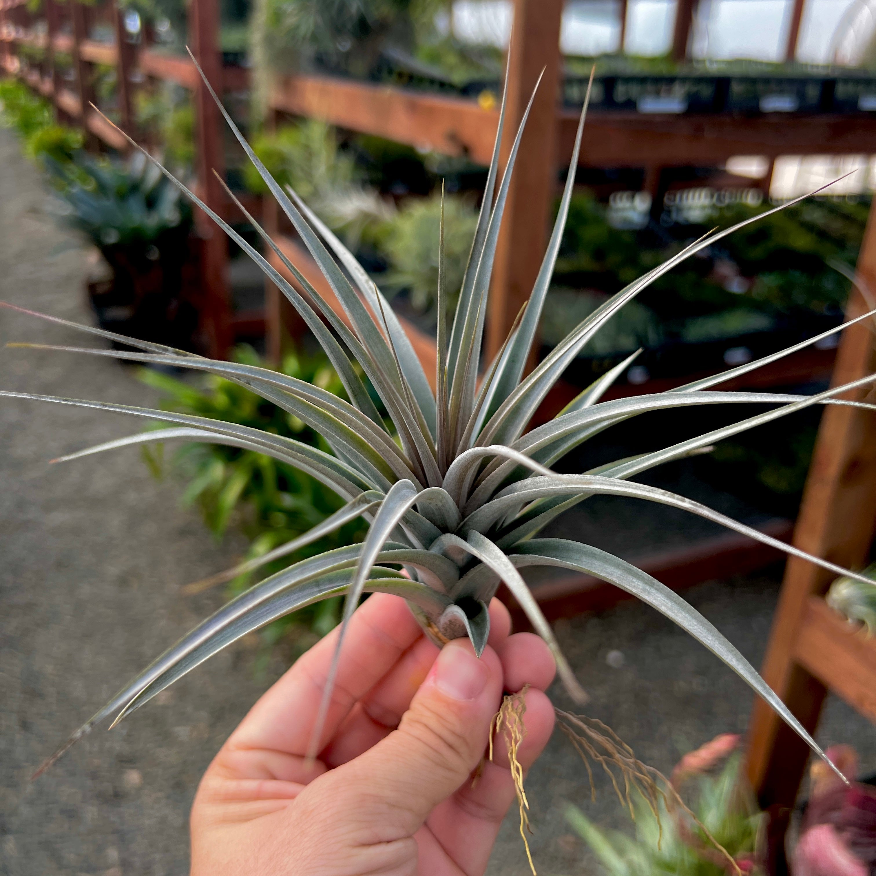 Tillandsia vernicosa purple air plant red bloom office plant air purifying
