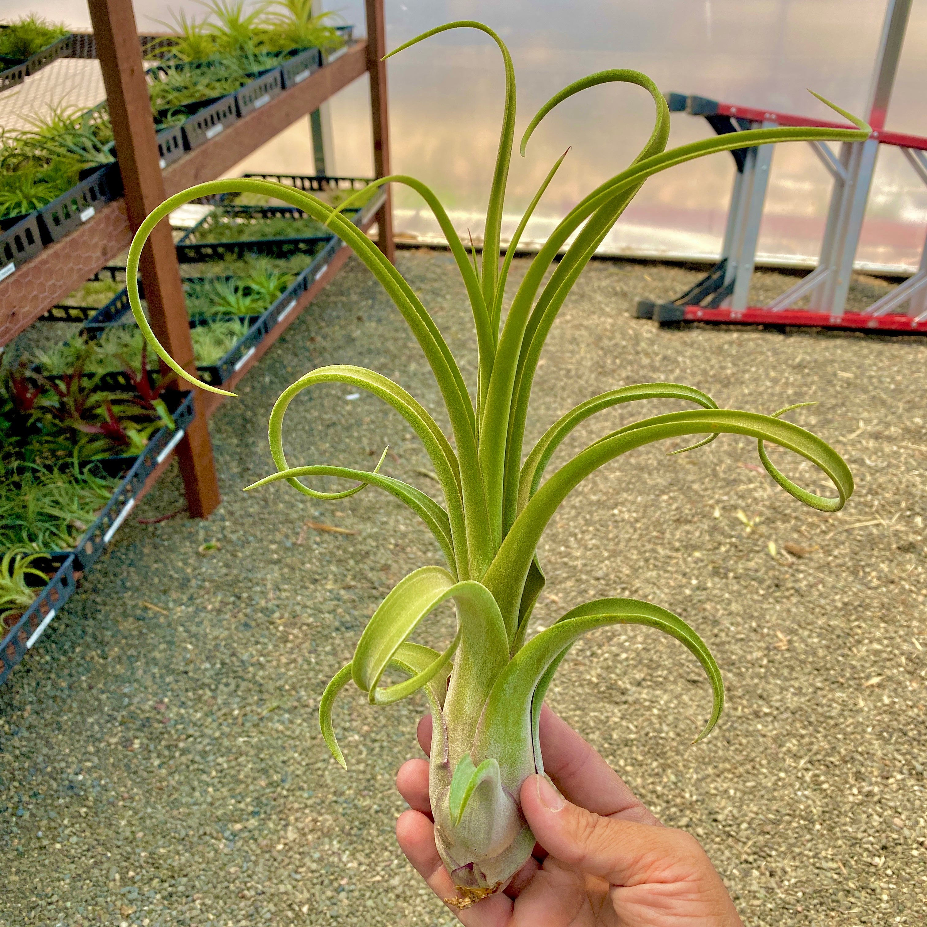 tillandsia long john rare hybrid air plant premium