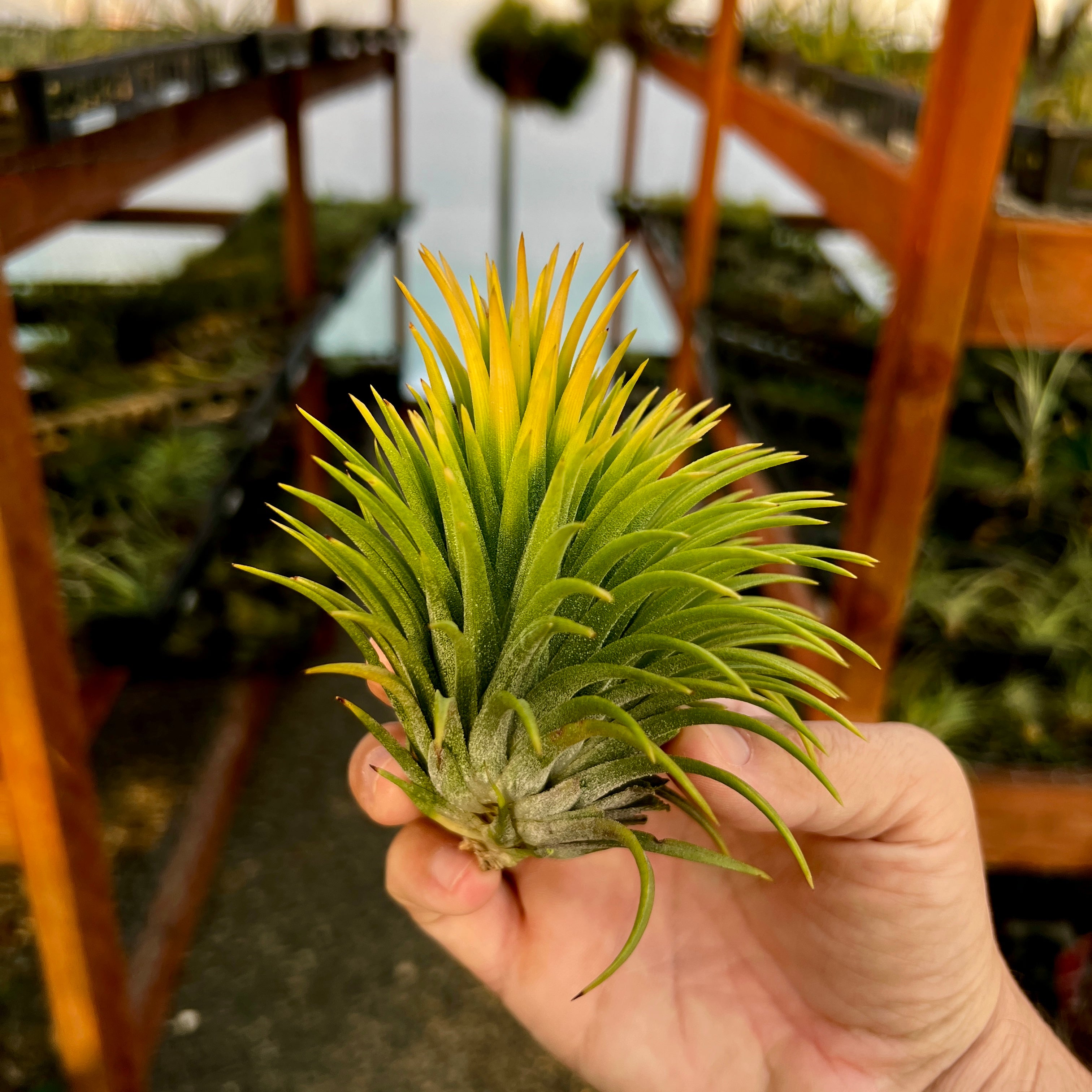 Ionantha Sumo White <br> (Currently Green)