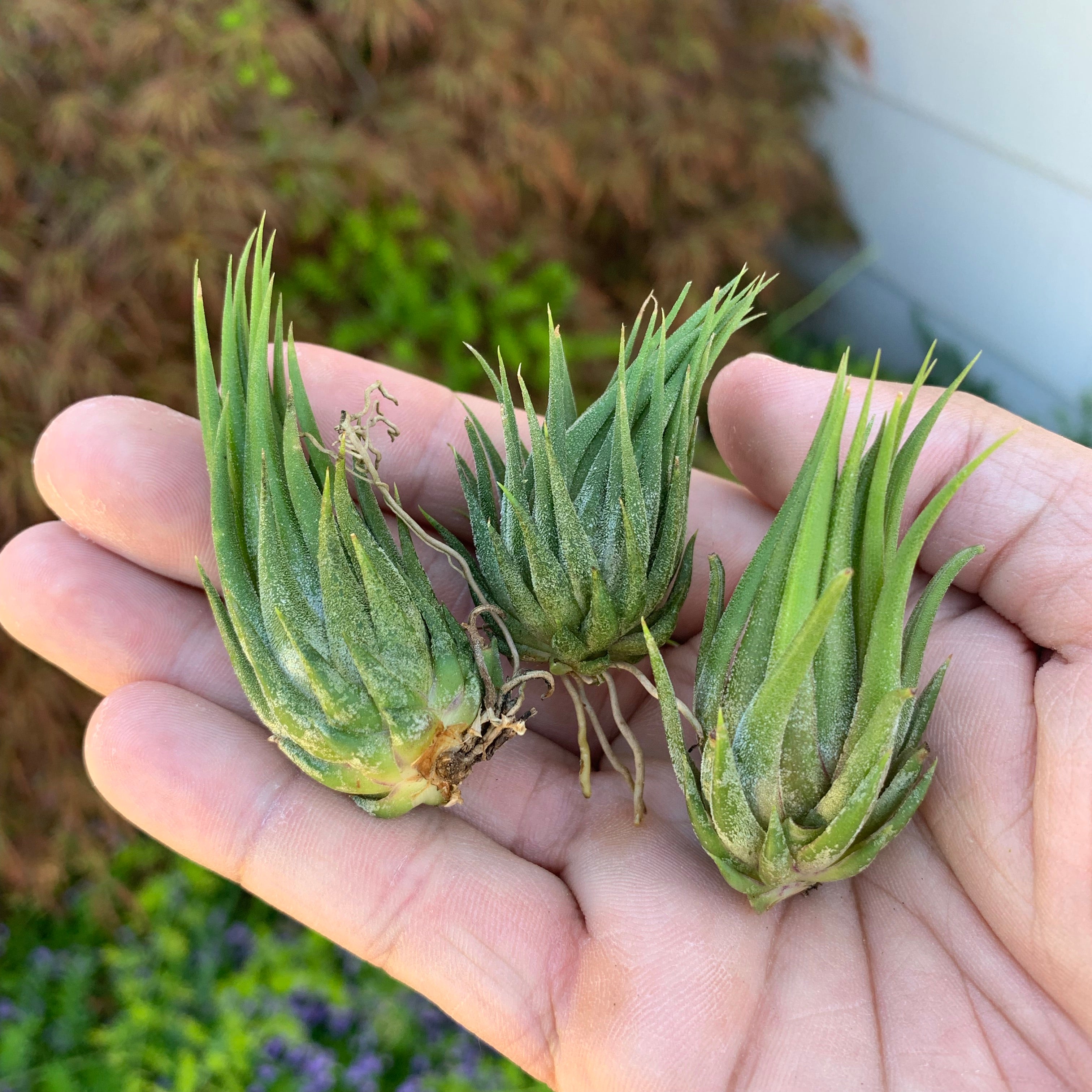 ionantha hazelnut tillandsia air plant cute small houseplant