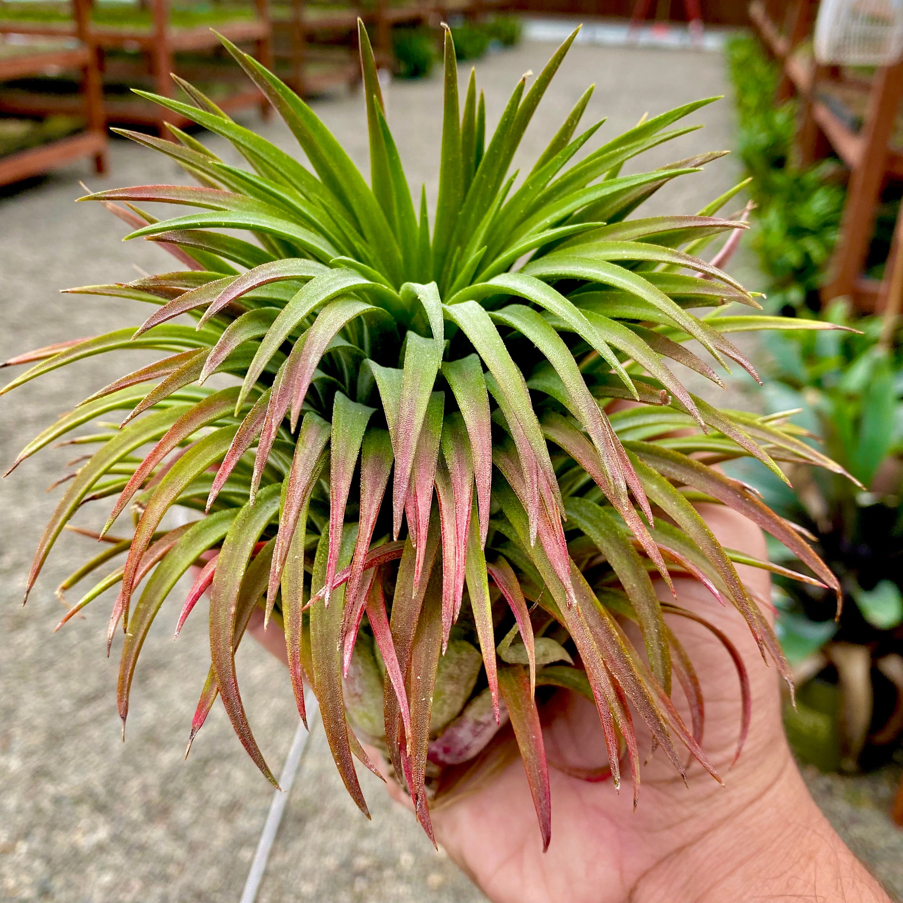 ionantha giant (No ID)