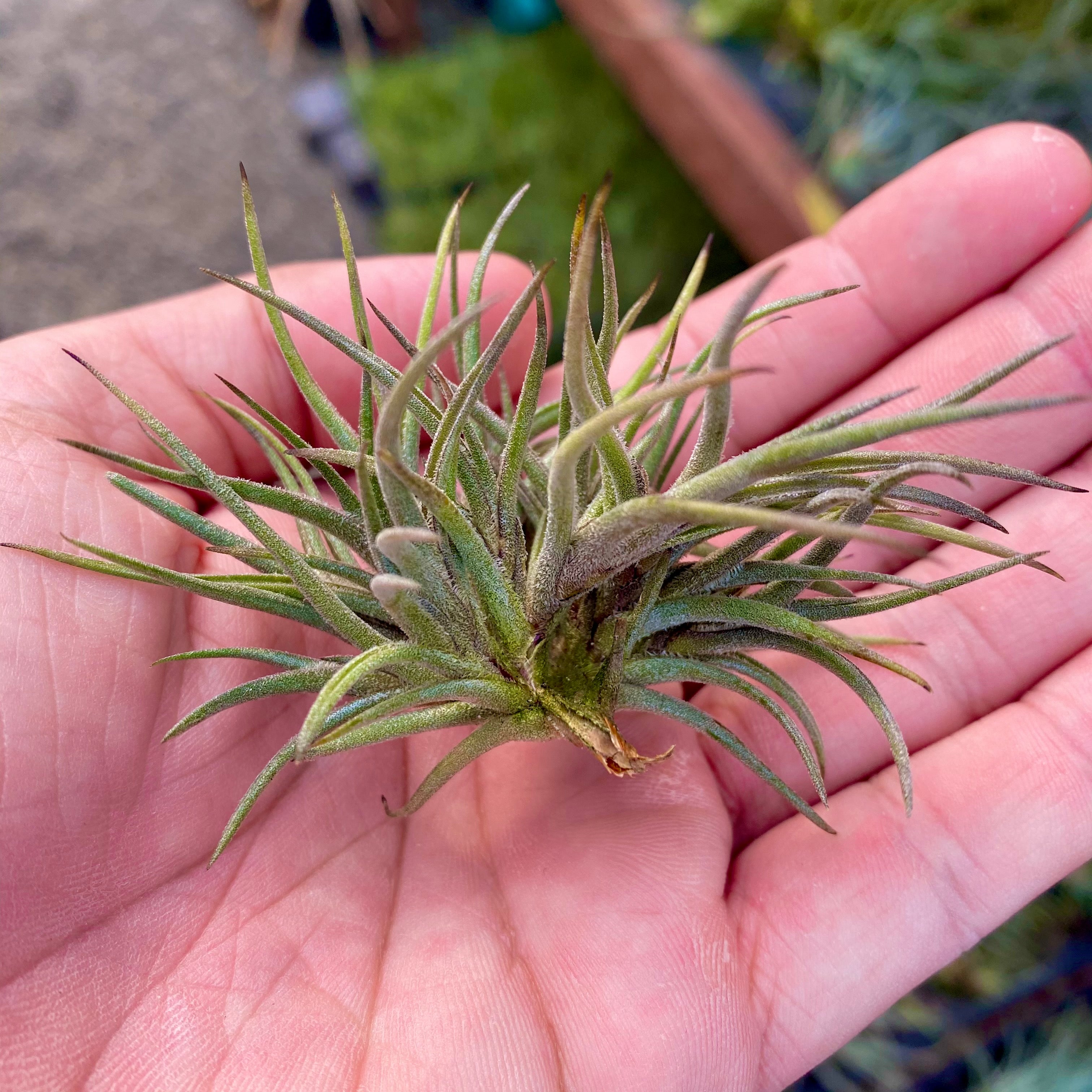 Tillandsia Bandensis Air Plant With Purple Flowers Being Held In Hand Perfect For Terrariums