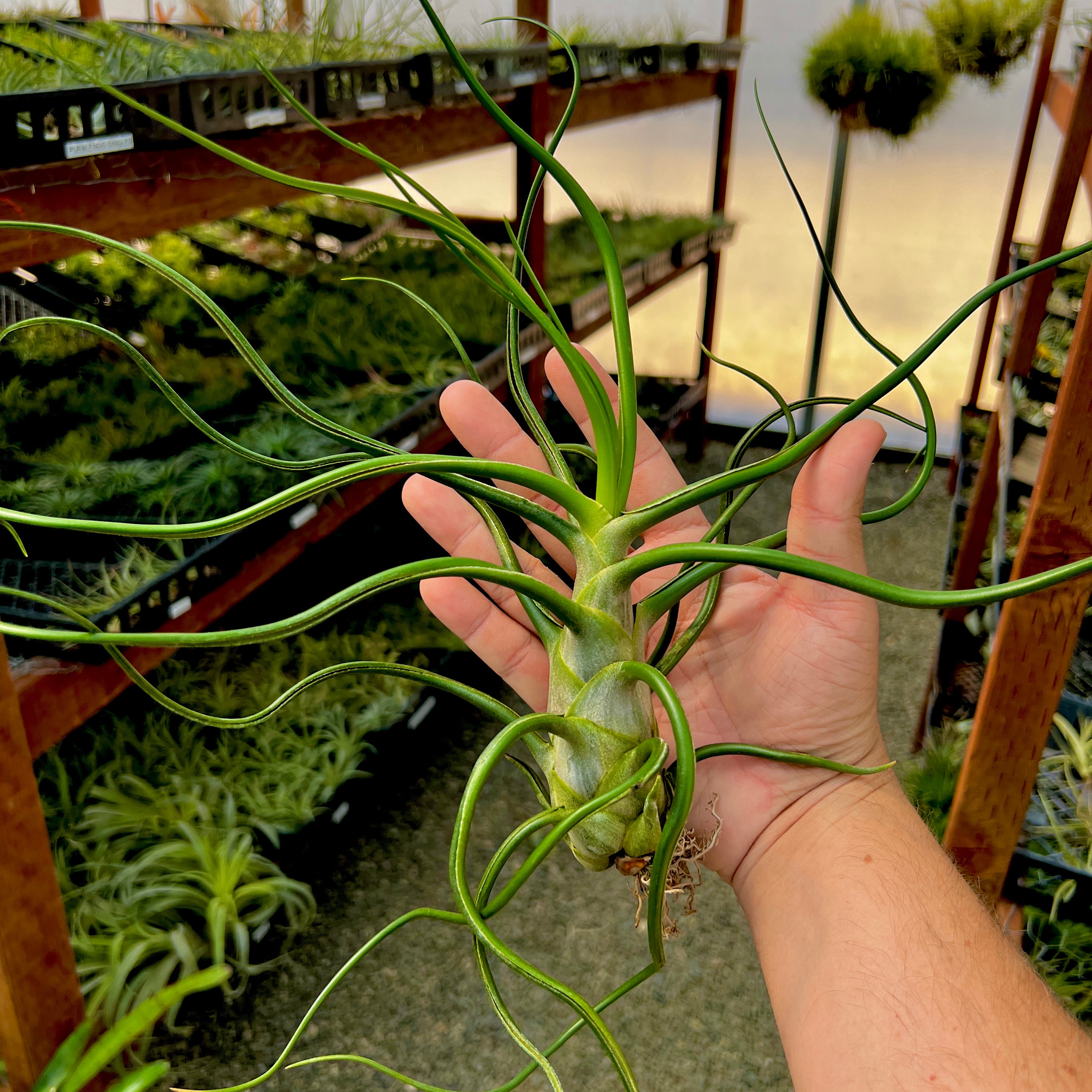 Tillandsia Bulbosa Giant Belize Form Rare Air Plant