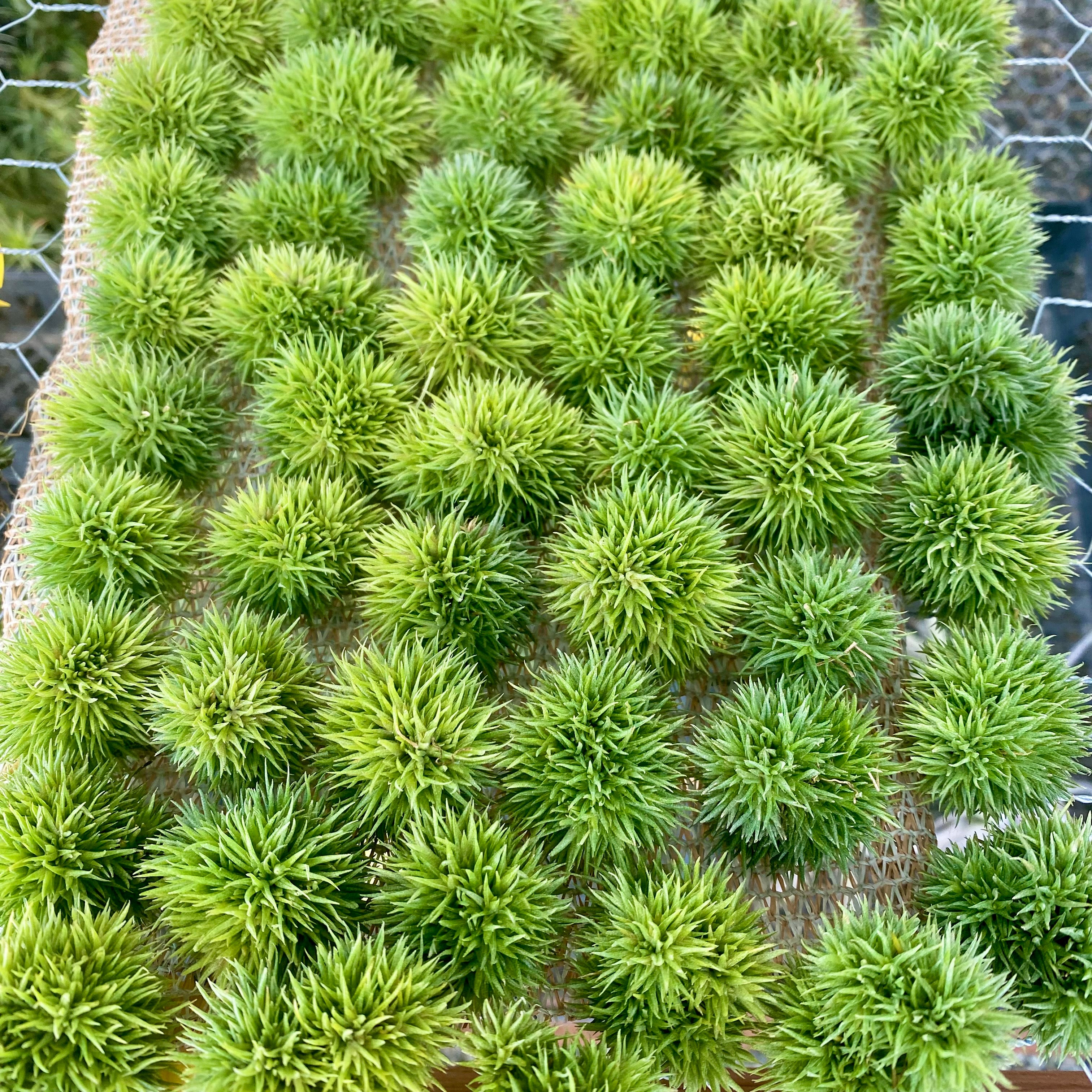 teddy bear air plant Aeranthos Teddy Bear