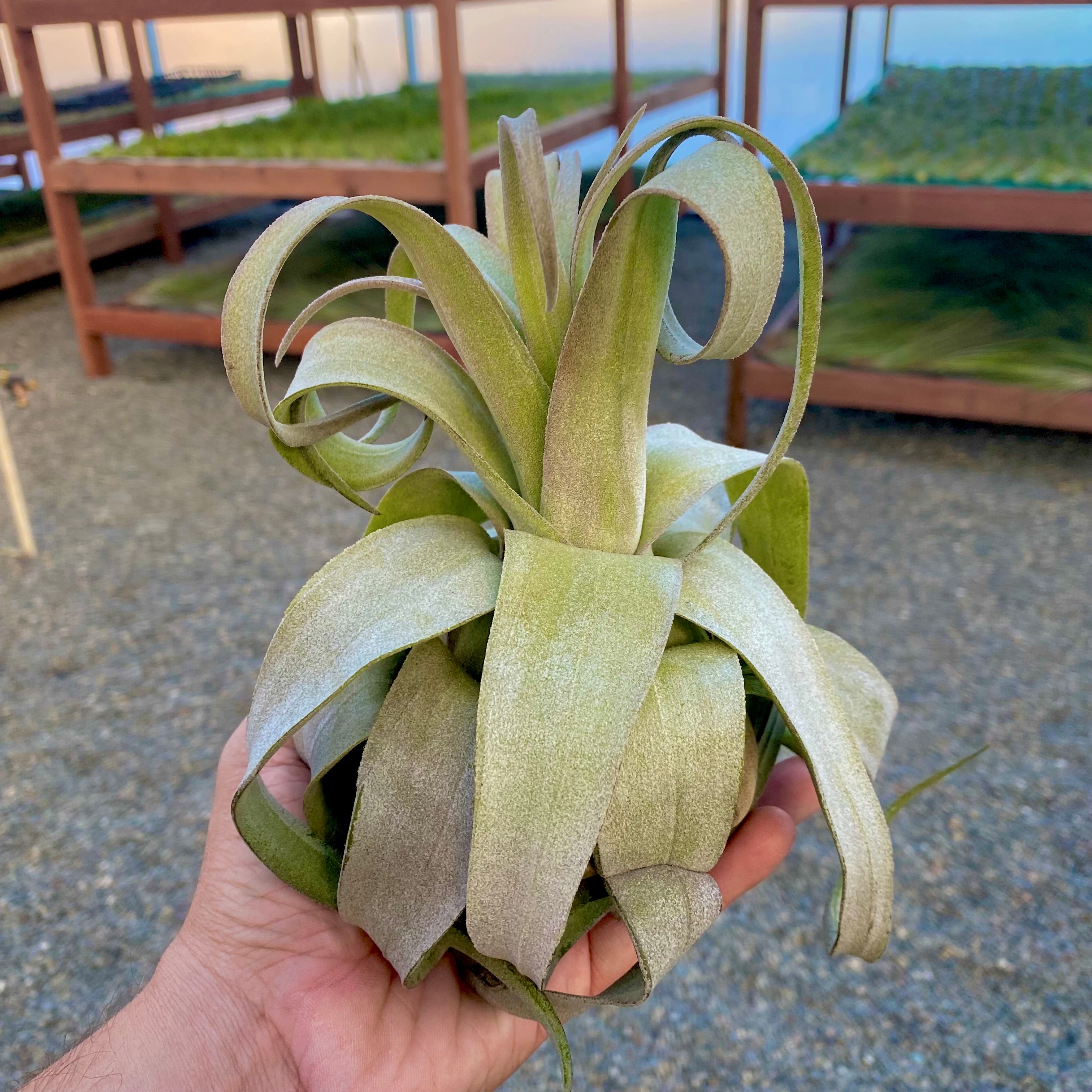 Streptophylla Giant