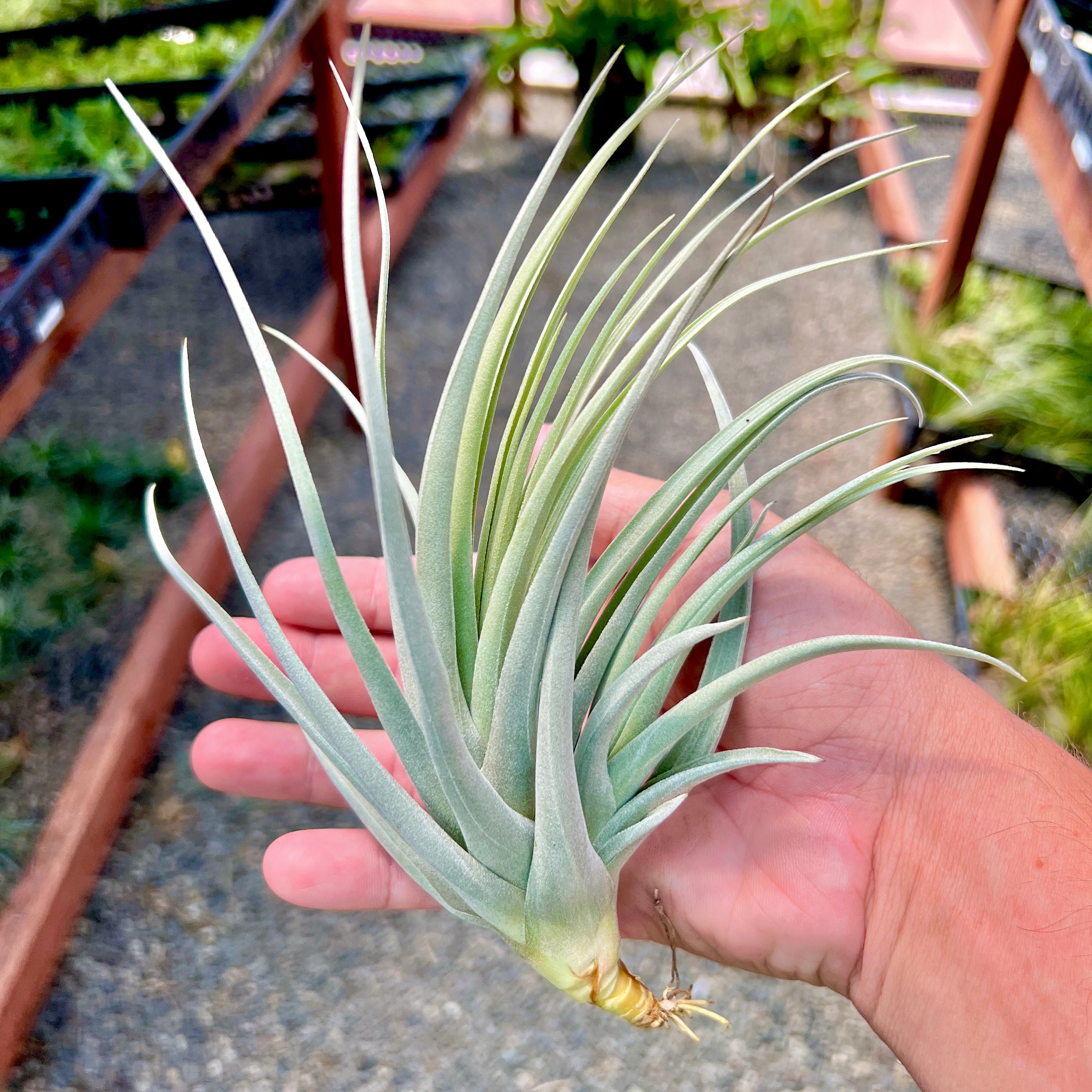 Ixioides x Reichenbachii Rare Hybrid Air Plant Tillandsia For Sale