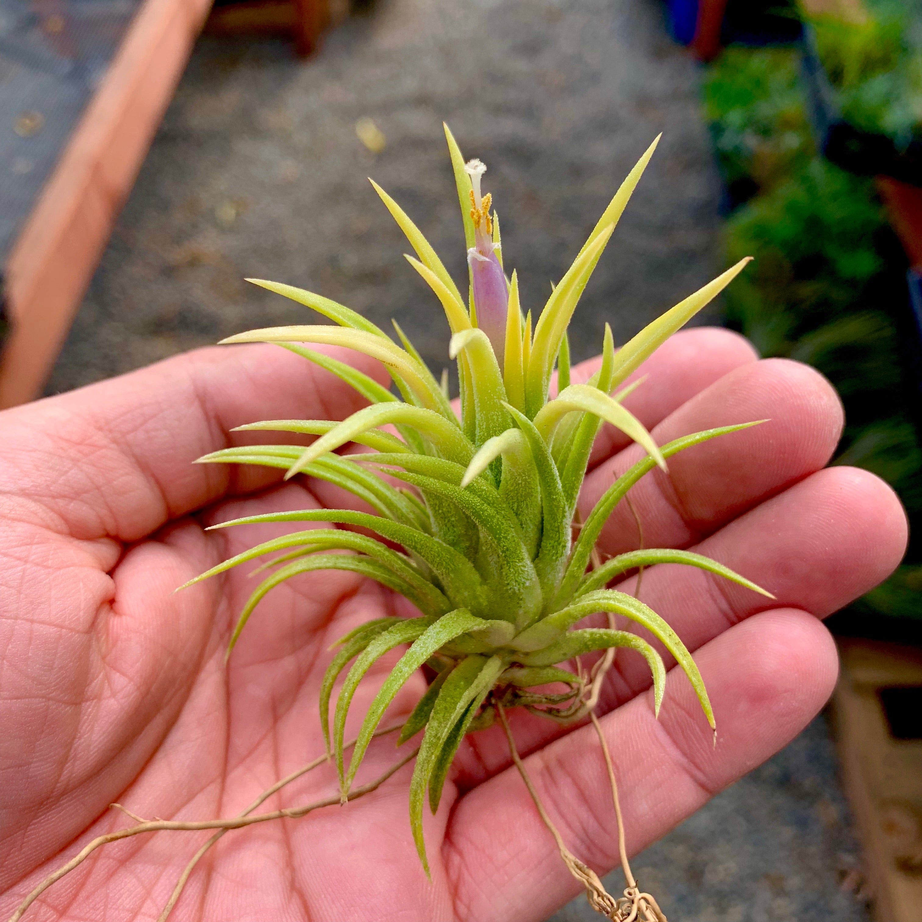 Tillandsia Ionantha Peach Air Plant Orange Color