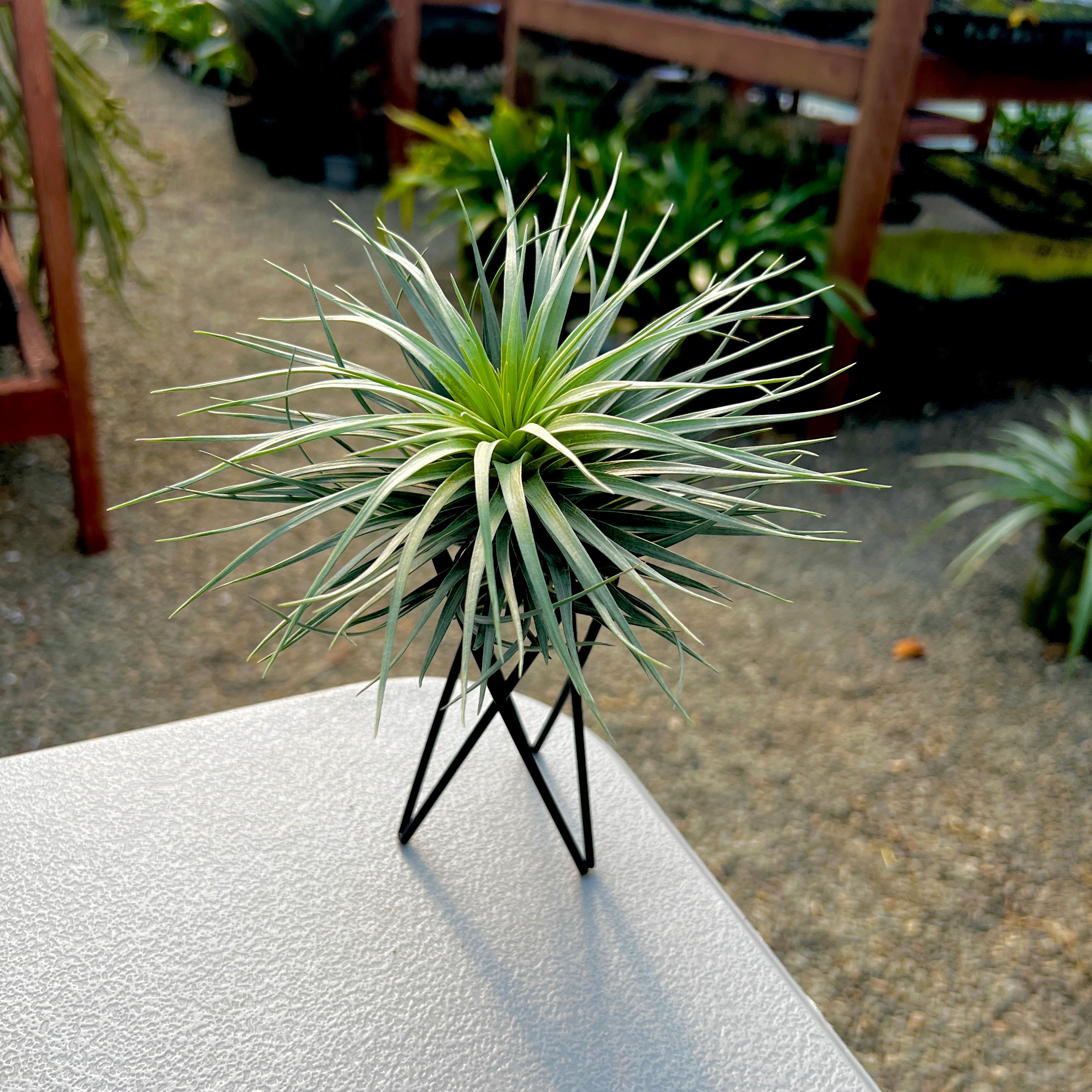 Black Air Plant Wire Tillandsia Wire, Metal Stand, Spiral Plant
