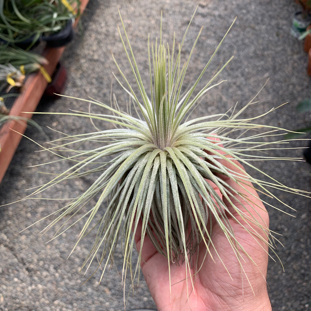 Shop All Air Plants | Air Plant Hub