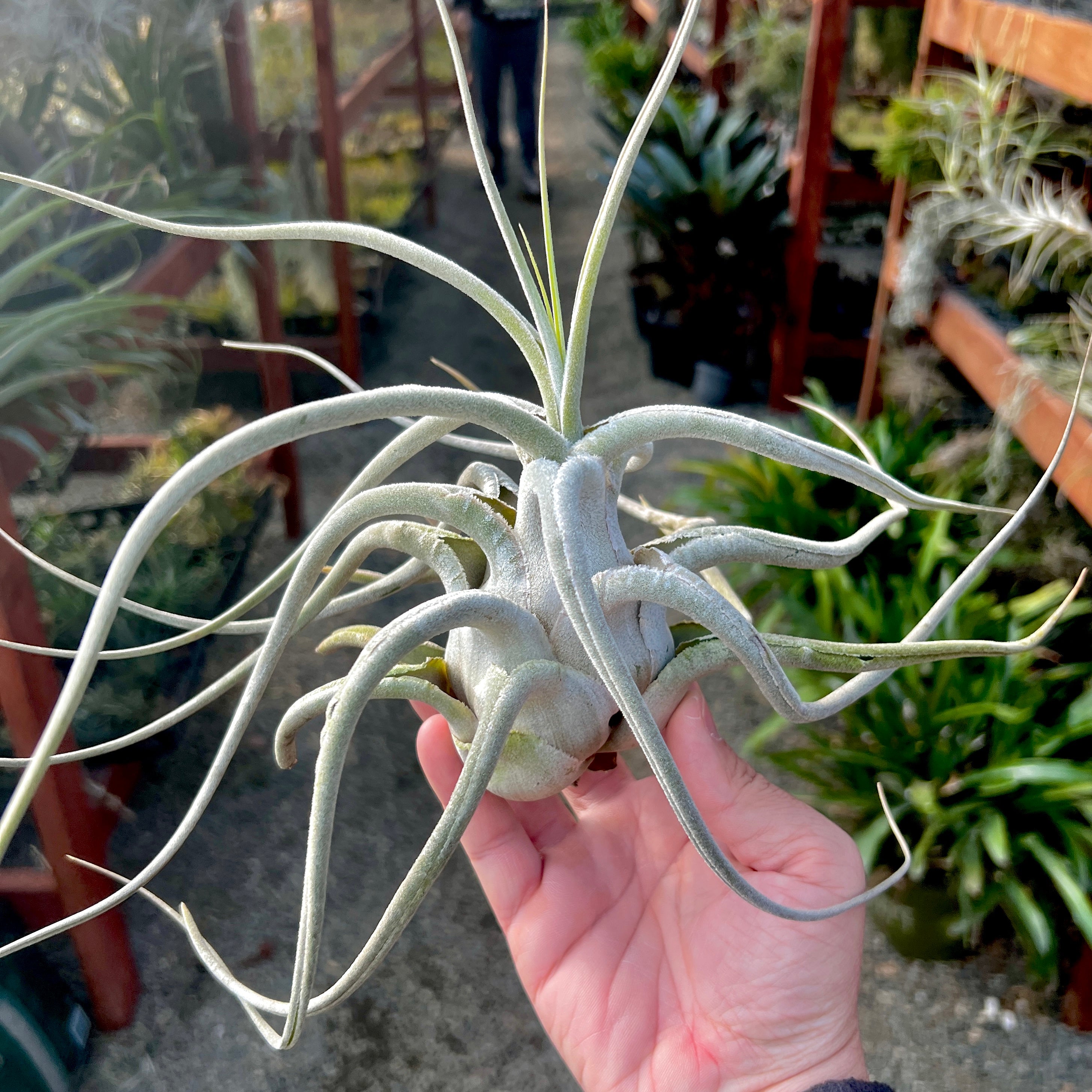 Ehlersiana TIllandsia Air Plant Rare Houseplant White Color