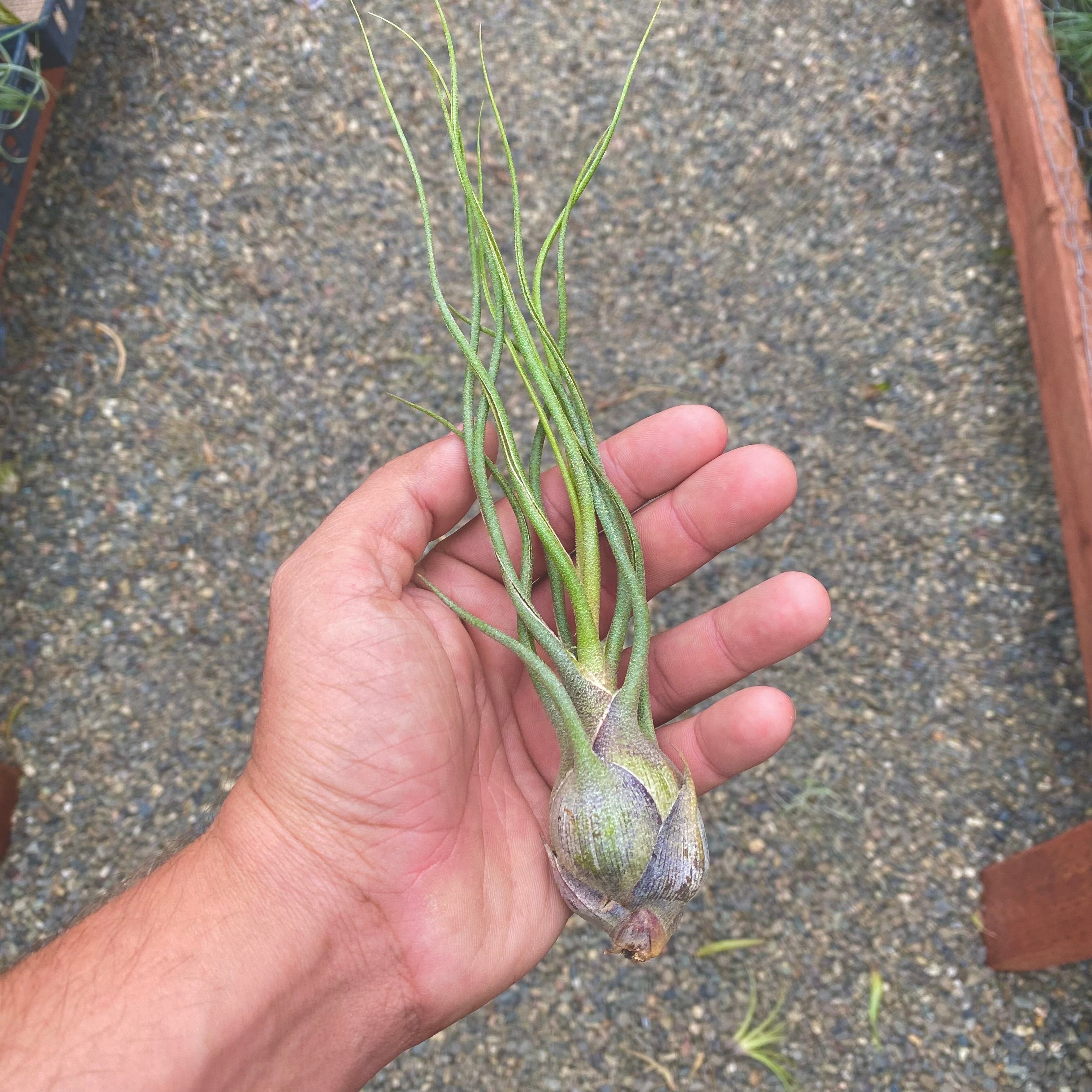 Tillandsia King Kong (Butzii x Ionantha) Rare Air Plant For Sale