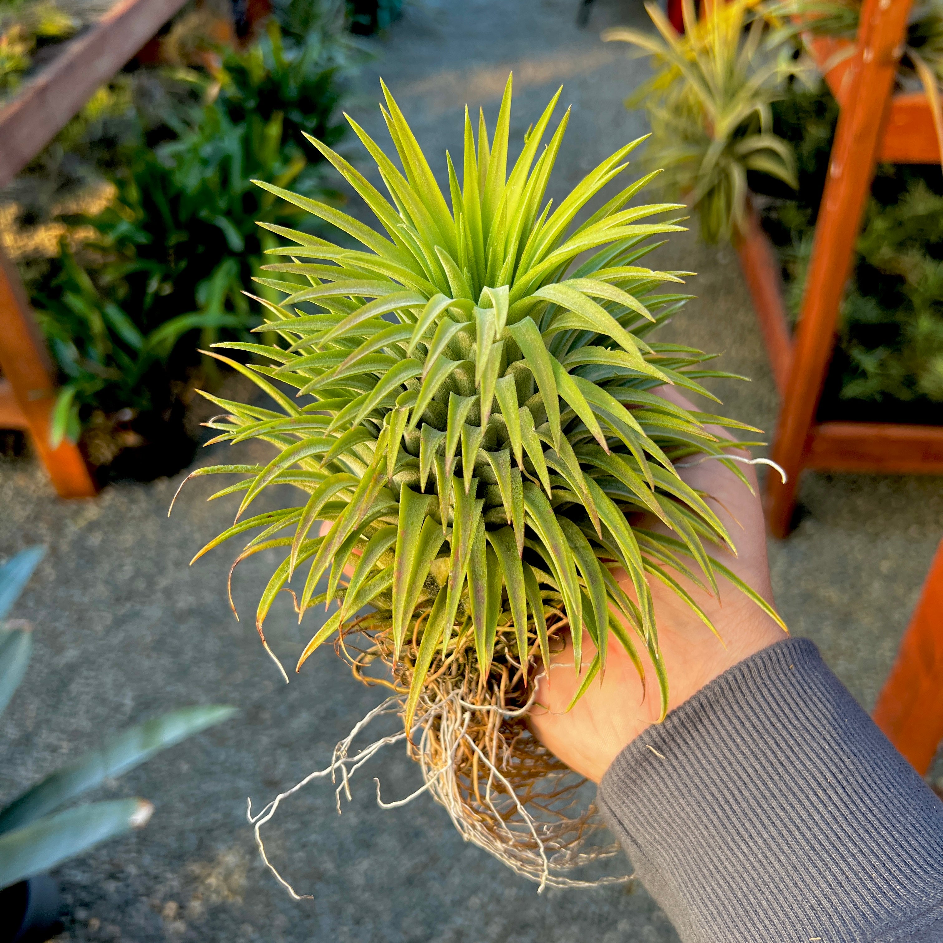 ionantha giant (No ID)