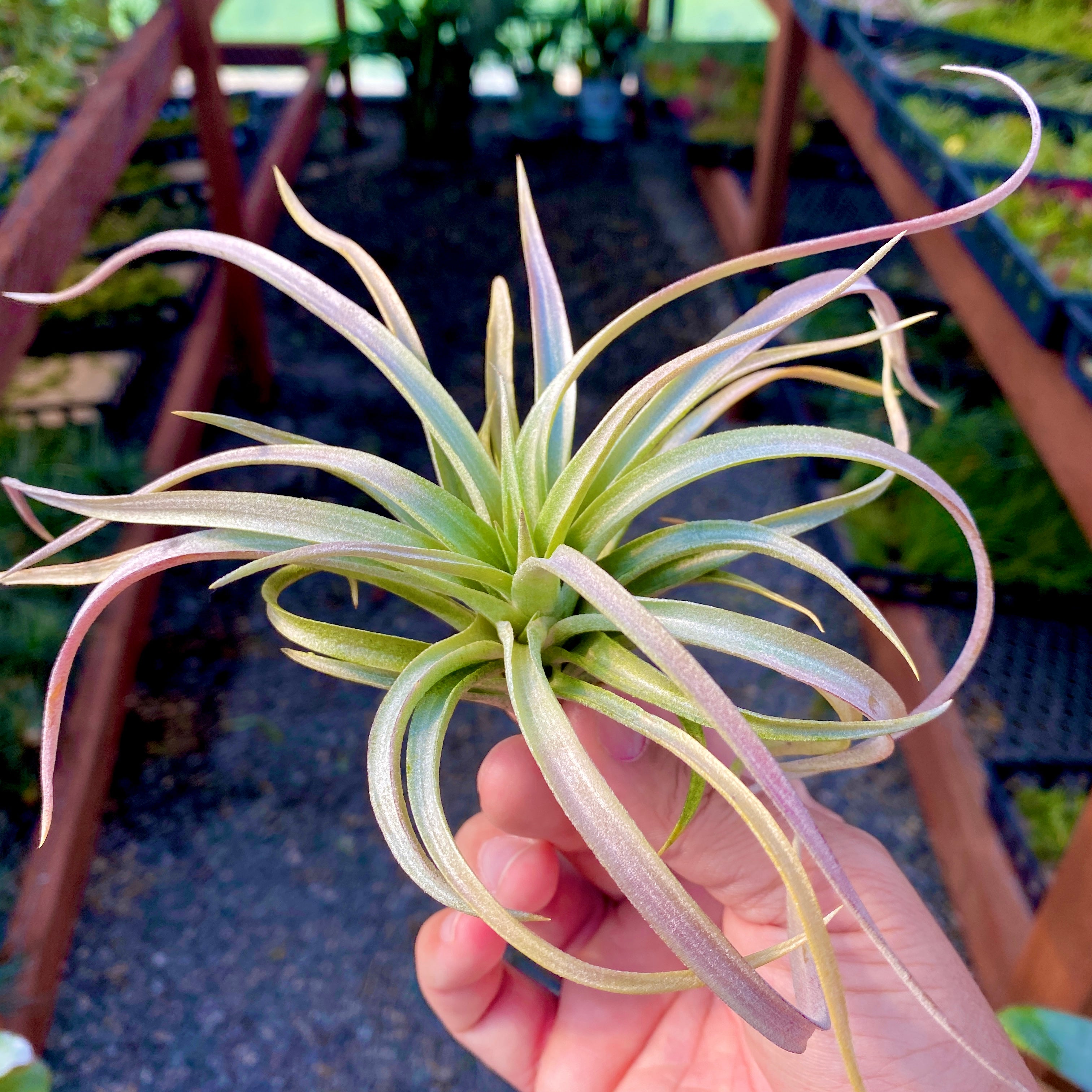 Rare Colorful Air Plant Tillandsia With Color
